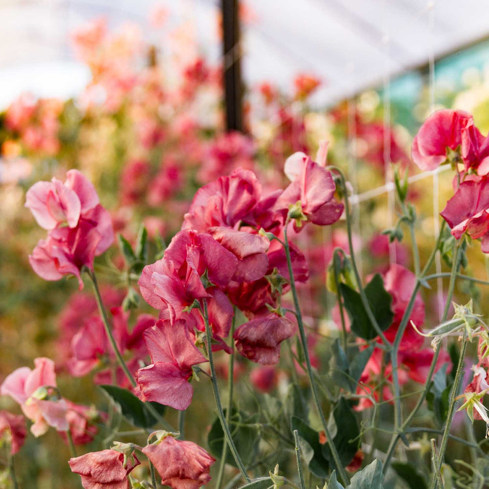 Kin Gs Ransome SWEET PEA - Kings Ransom - PLANTS