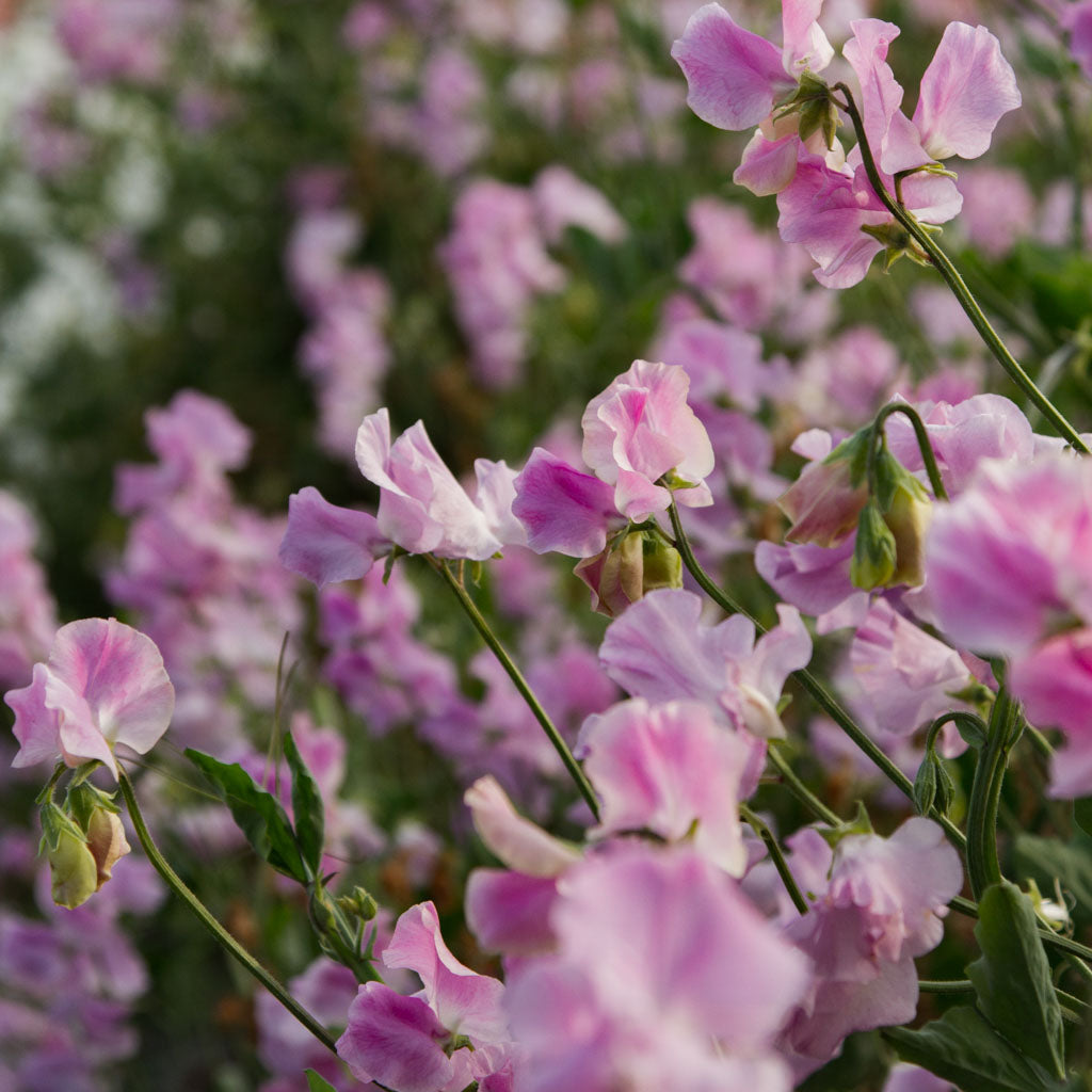 Sweet Pea - Misty · Seeds NZ