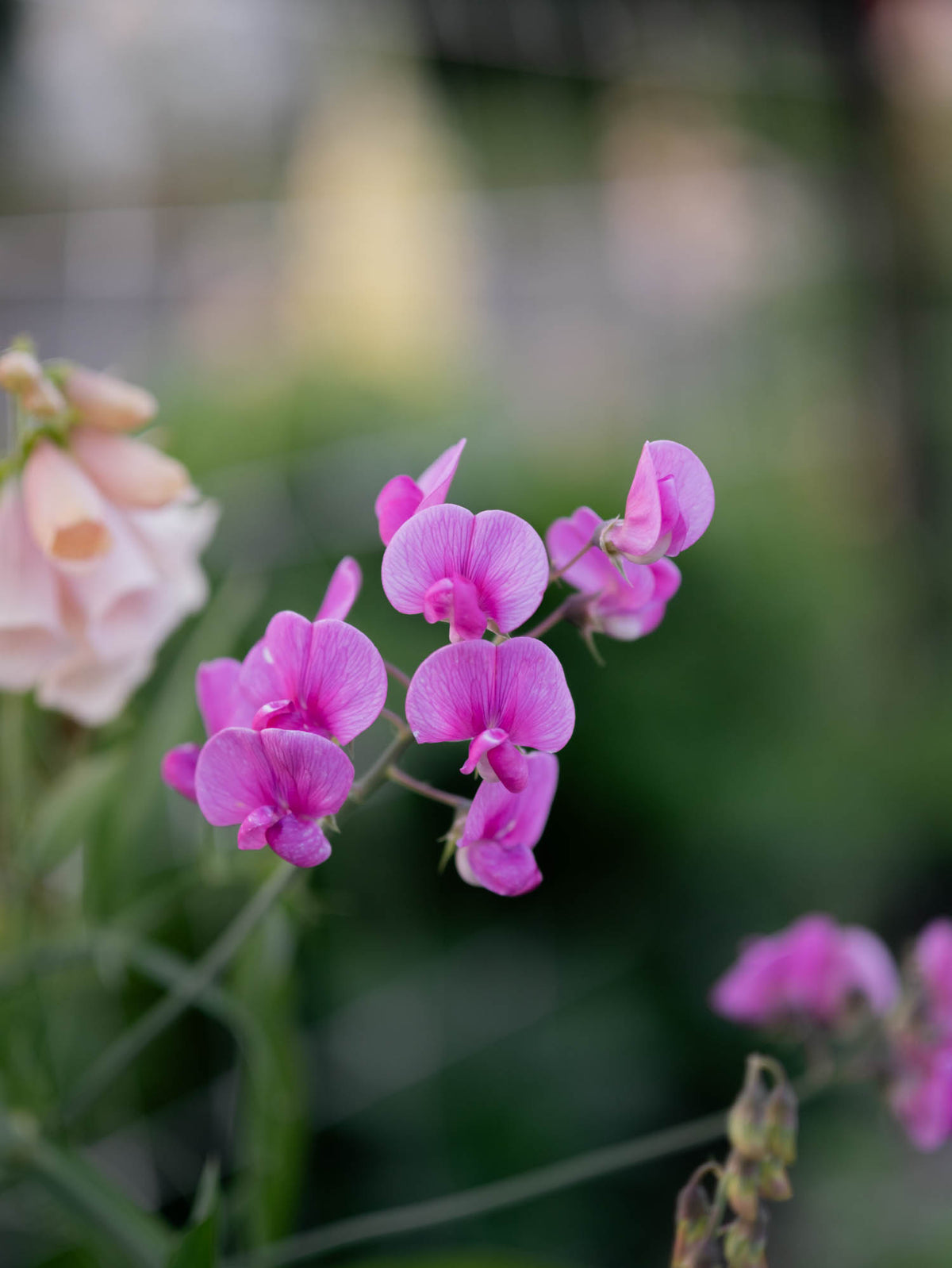 LATHYRUS latifolius - Pink Pearl - PLANTS