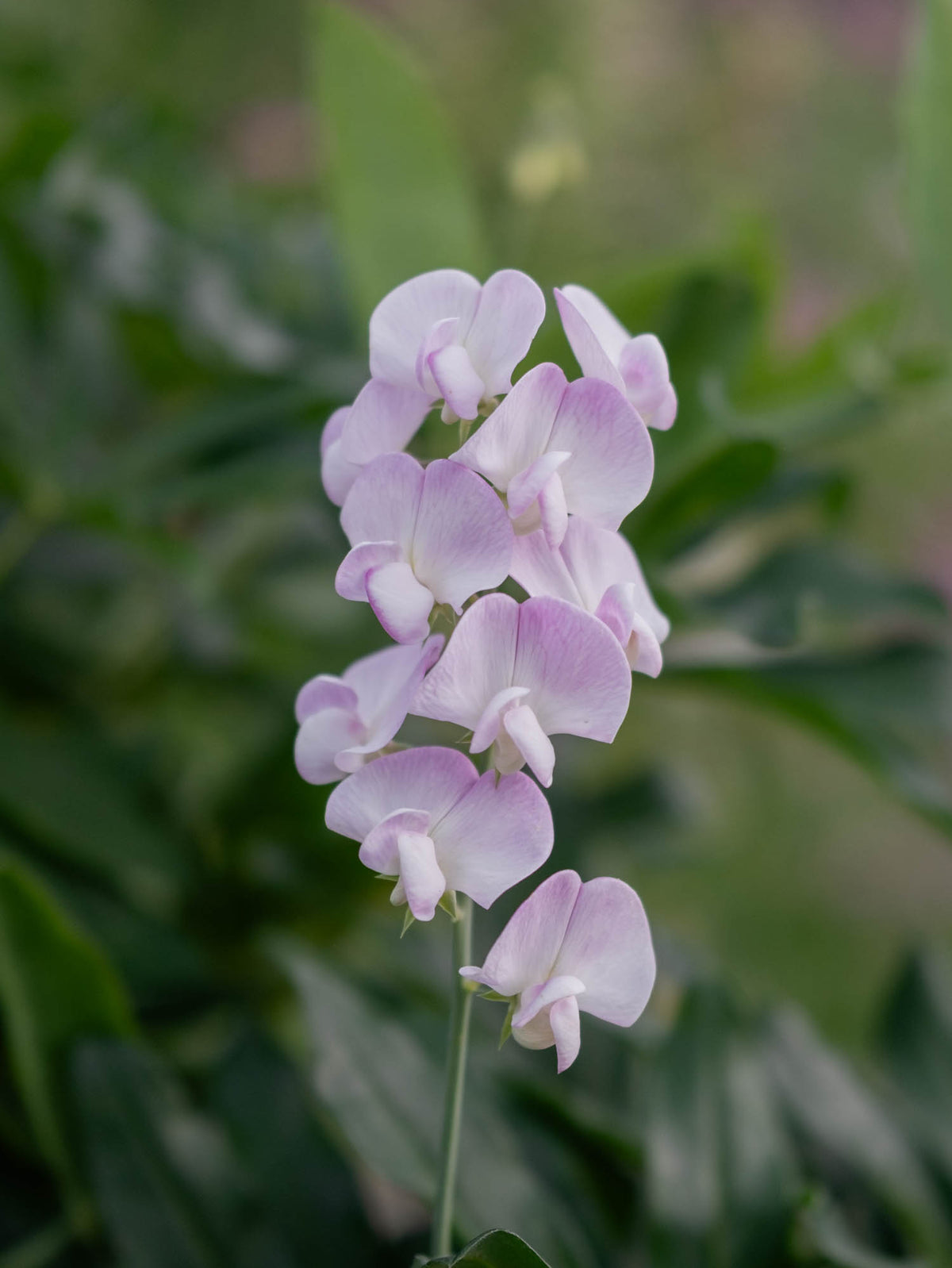 LATHYRUS latifolius - Pink Pearl - PLANTS