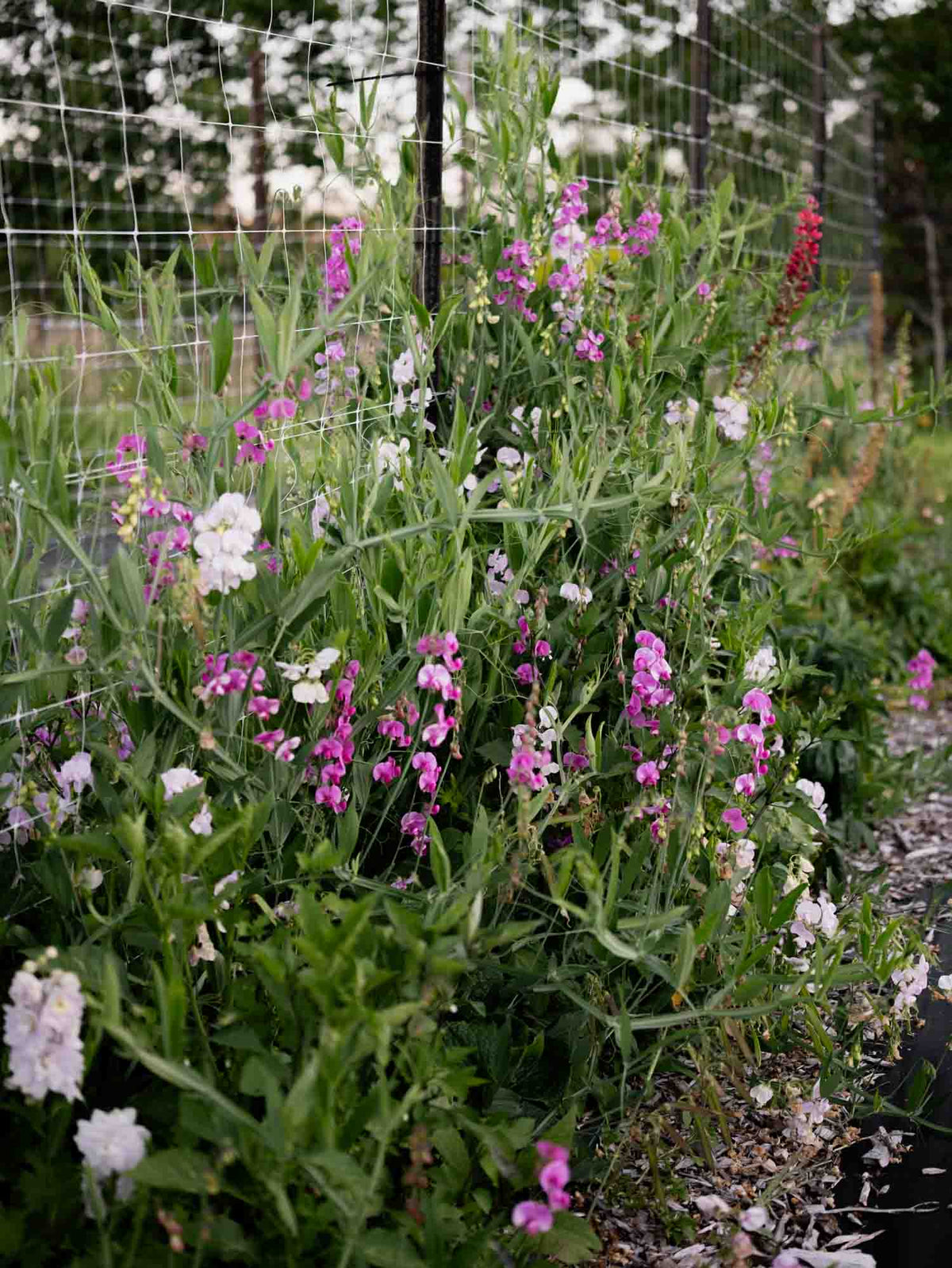 LATHYRUS latifolius - Pink Pearl - PLANTS