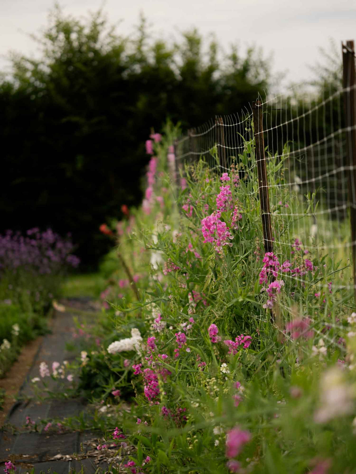 LATHYRUS latifolius - Pink Pearl - PLANTS