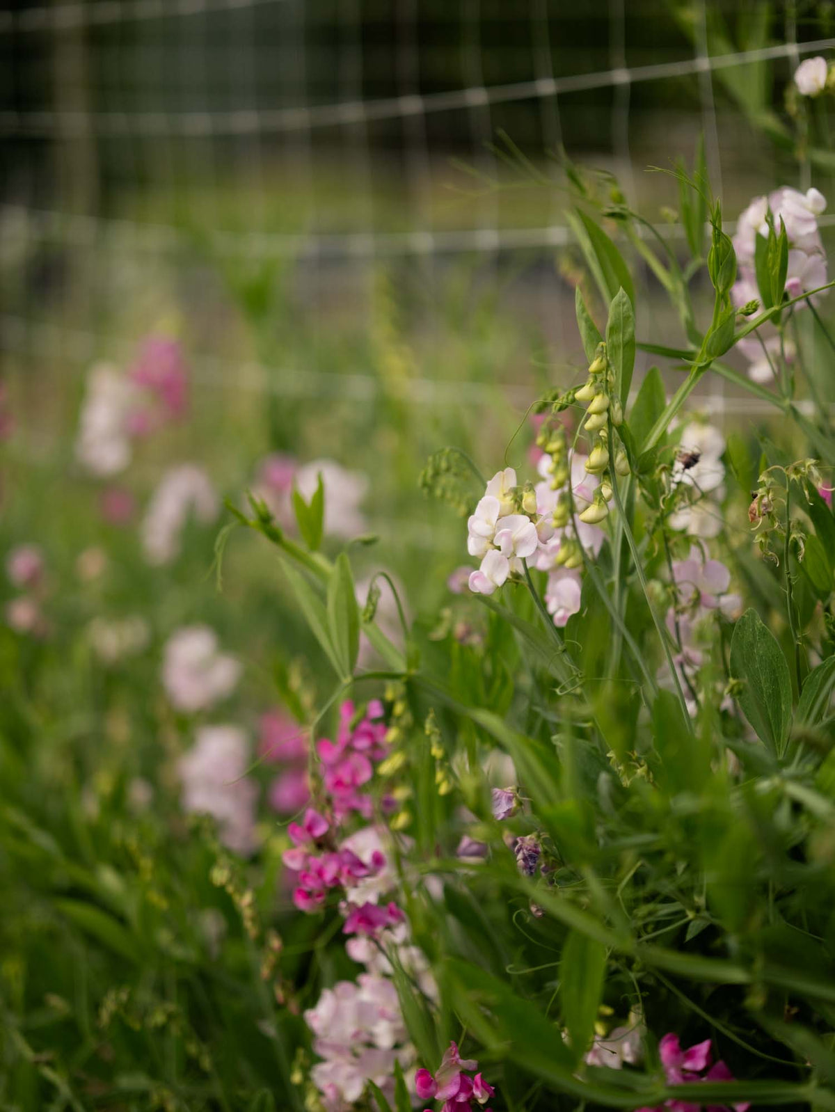 LATHYRUS latifolius - Pink Pearl - PLANTS