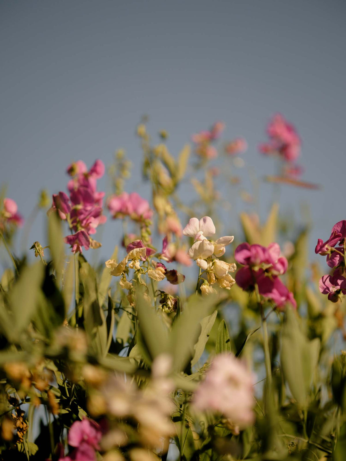 LATHYRUS latifolius - Pink Pearl - PLANTS