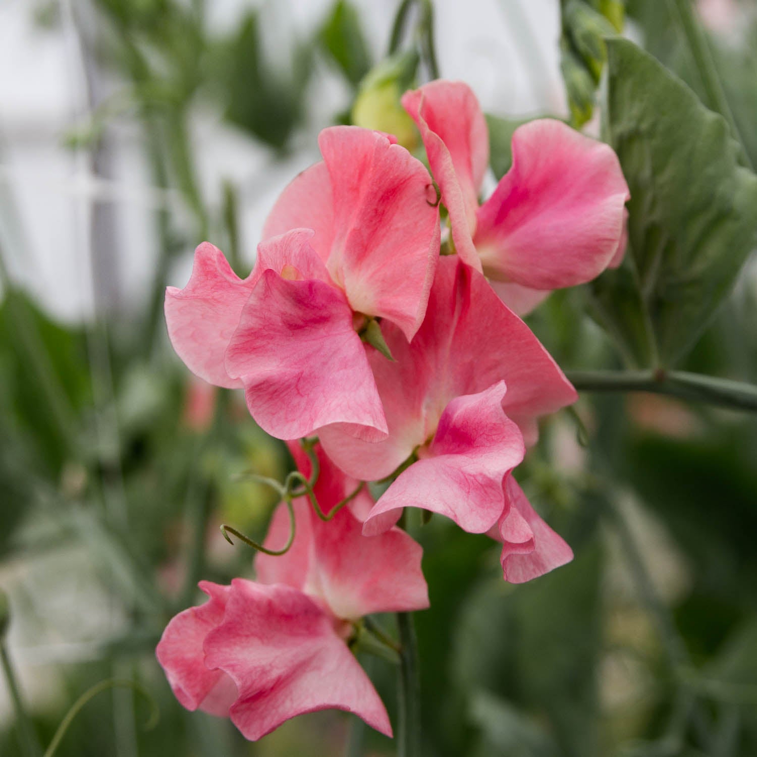 SWEET PEA - Susan Burgess - PLANTS