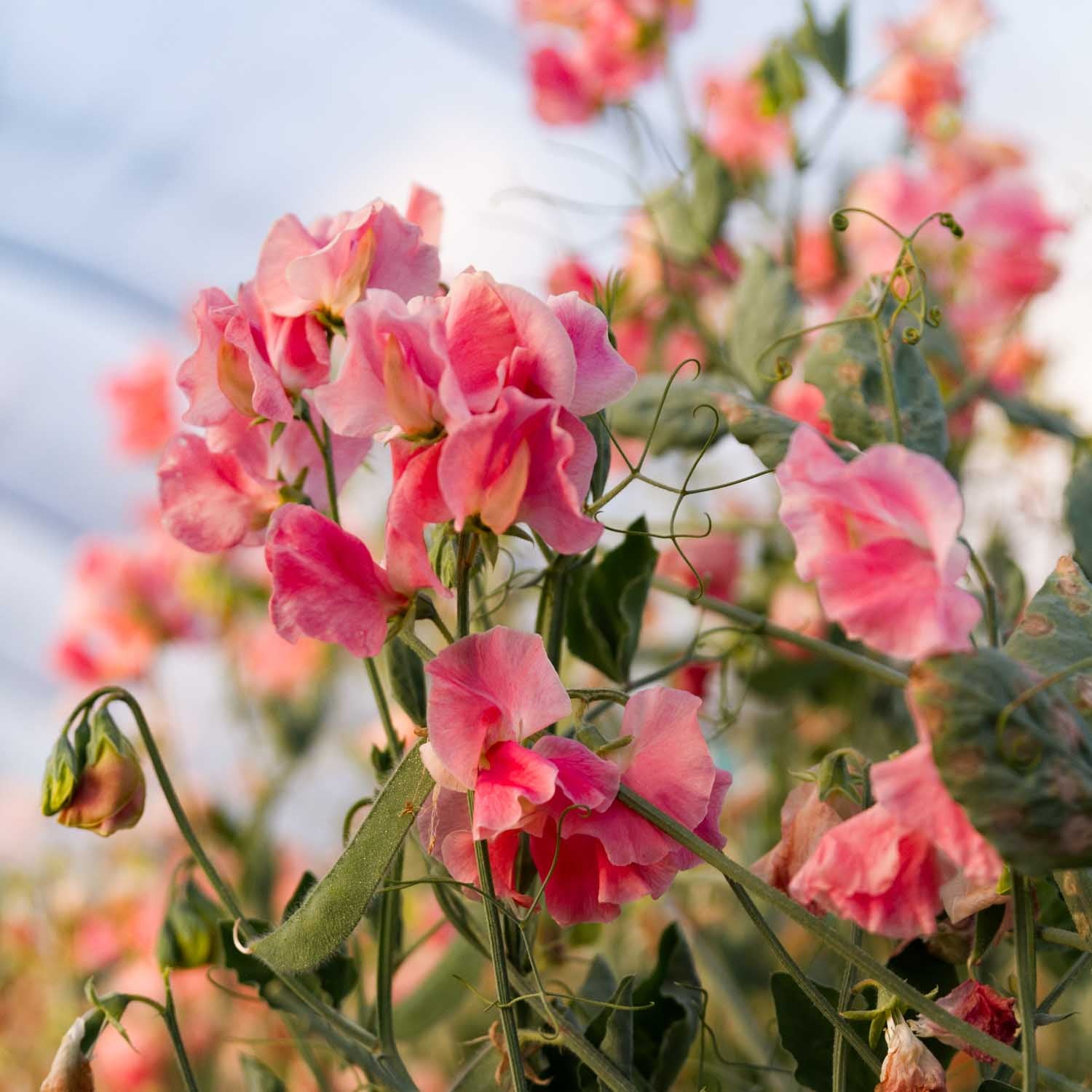 SWEET PEA - Susan Burgess - PLANTS