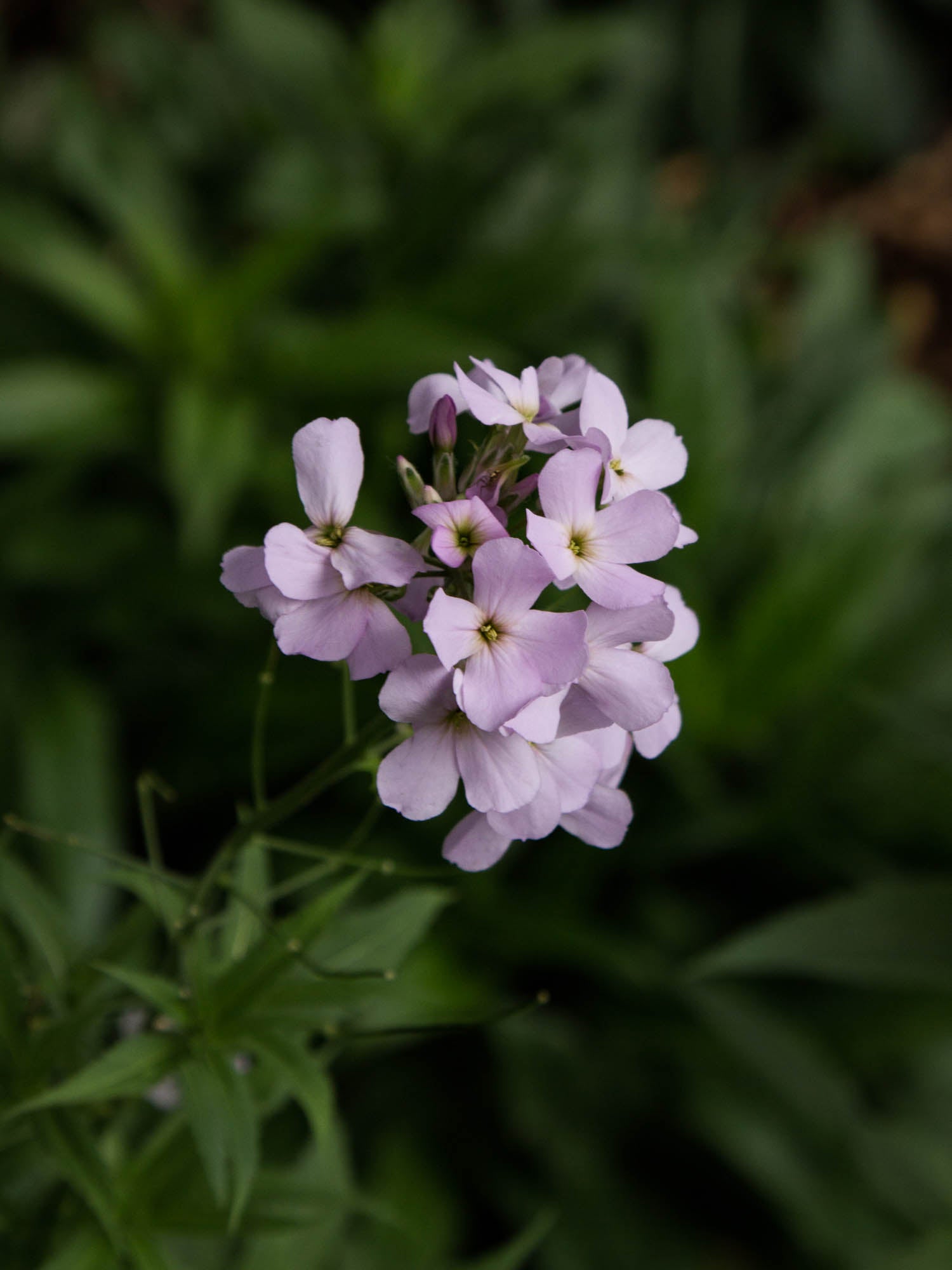 SWEET ROCKET - Pale Lavender - PLANTS