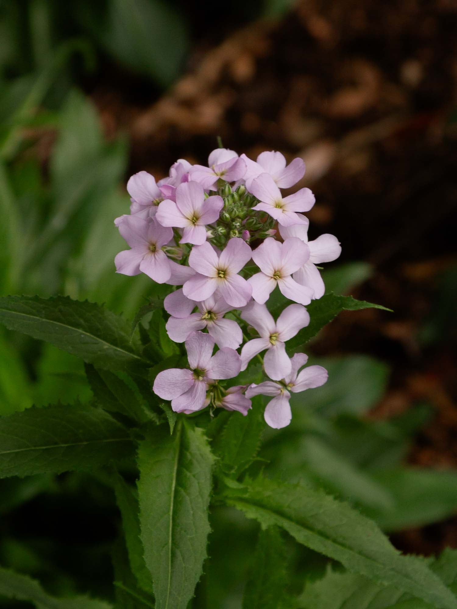 SWEET ROCKET - Pale Lavender - PLANTS