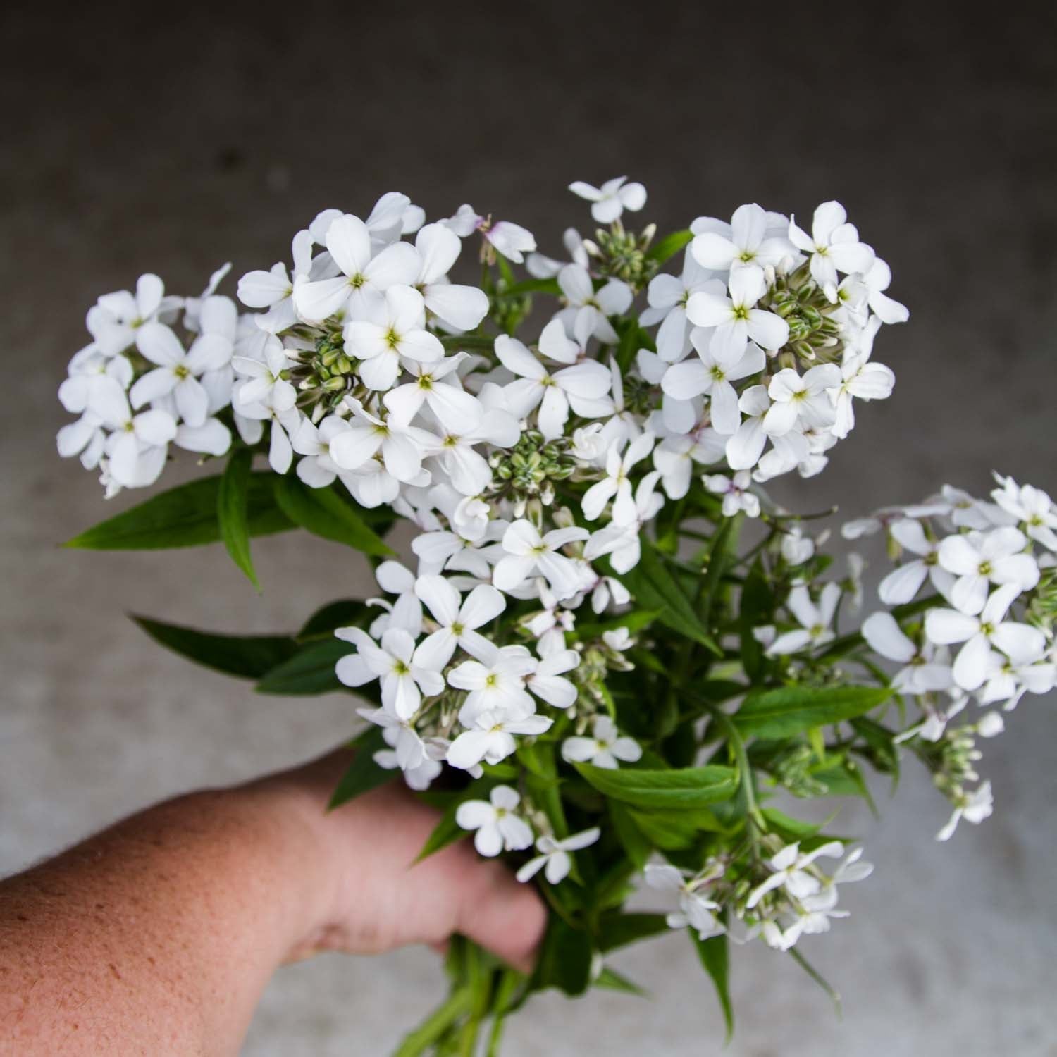 SWEET ROCKET - Alba - PLANTS