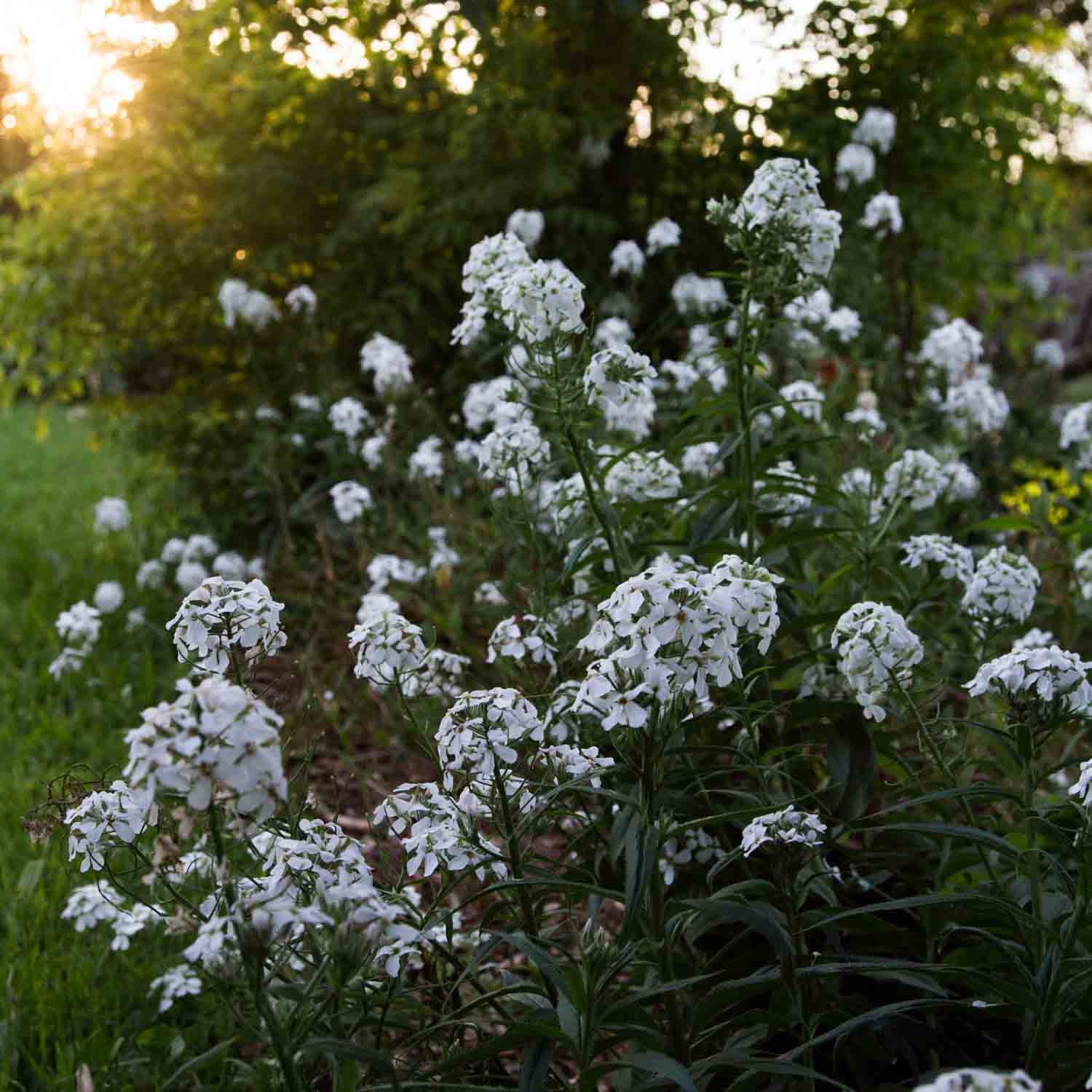 SWEET ROCKET - Alba - PLANTS