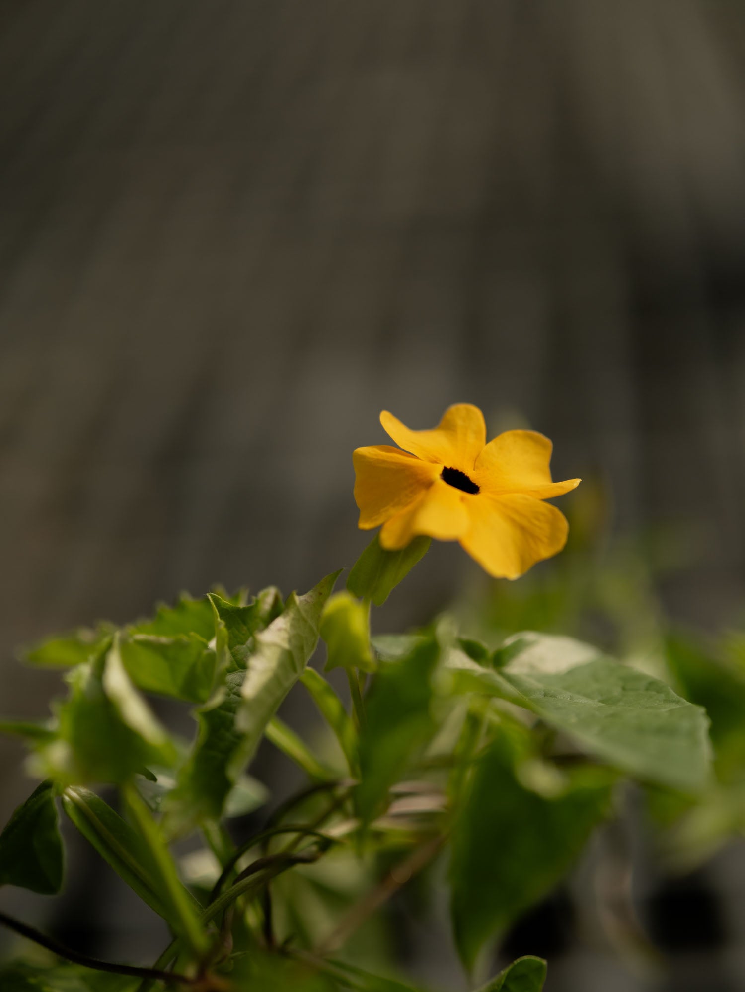 THUNBERGIA - Spanish Eyes - PLANTS