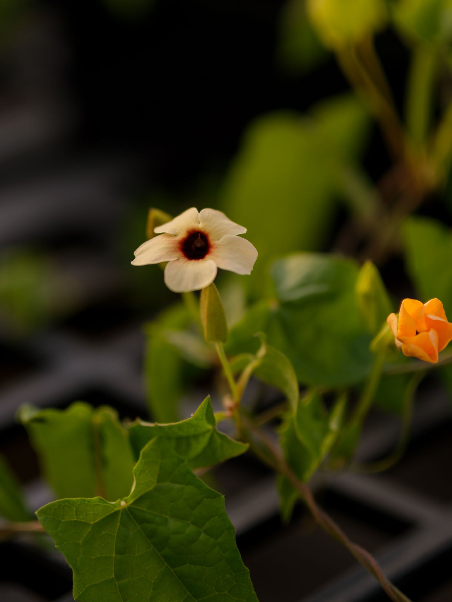 THUNBERGIA - 'Spanish Eyes' - PLANTS
