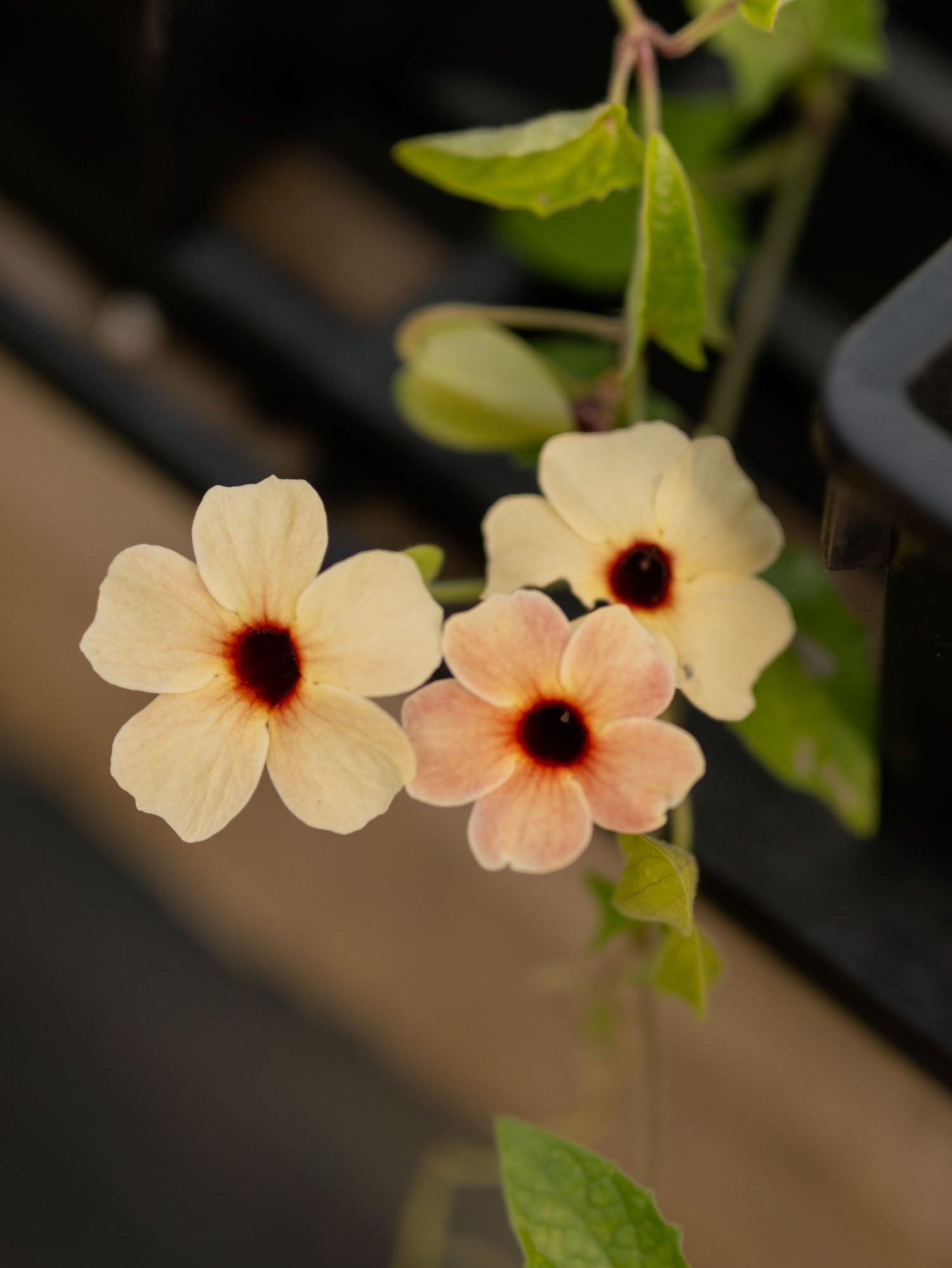 THUNBERGIA - Spanish Eyes - PLANTS