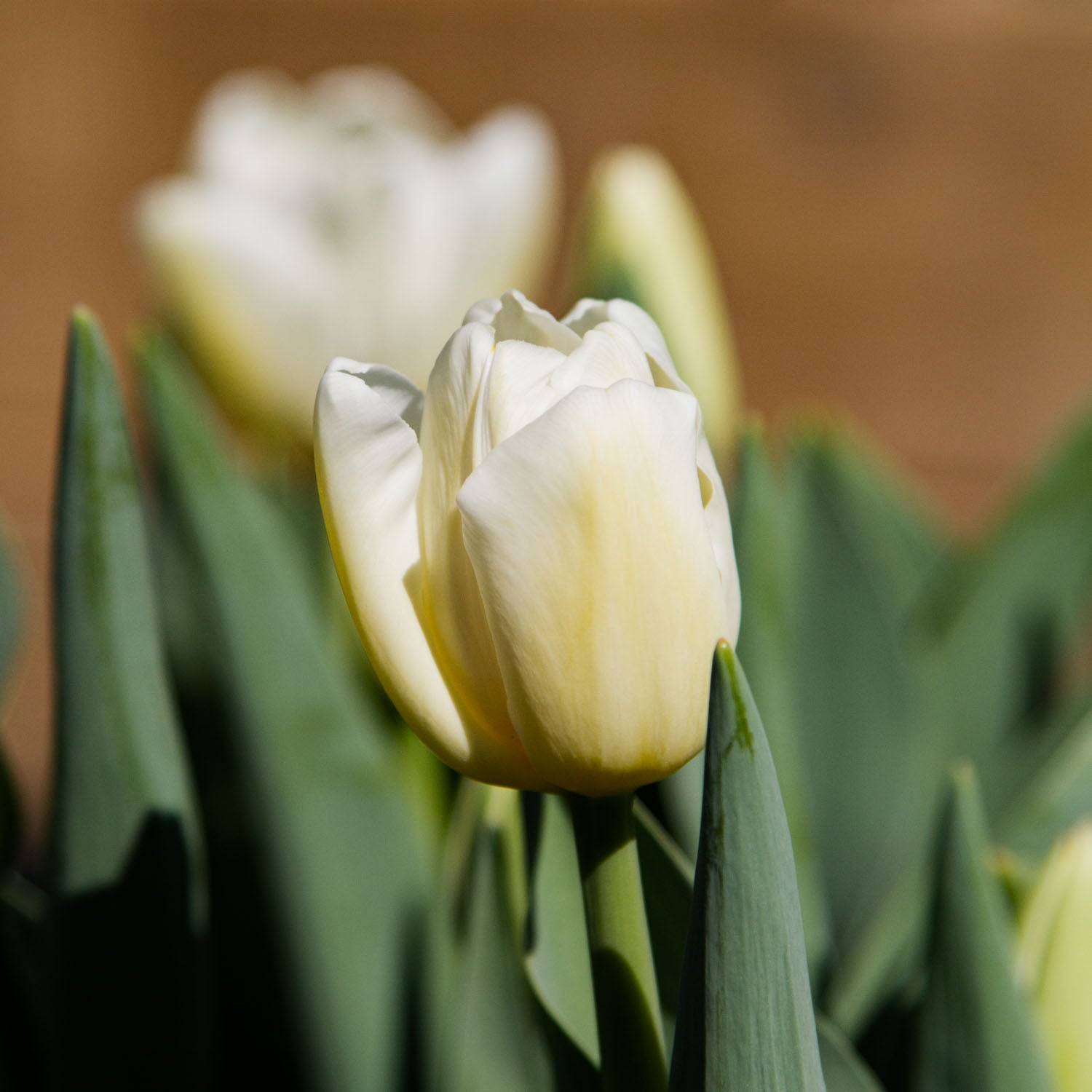 TULIP - Antarctica