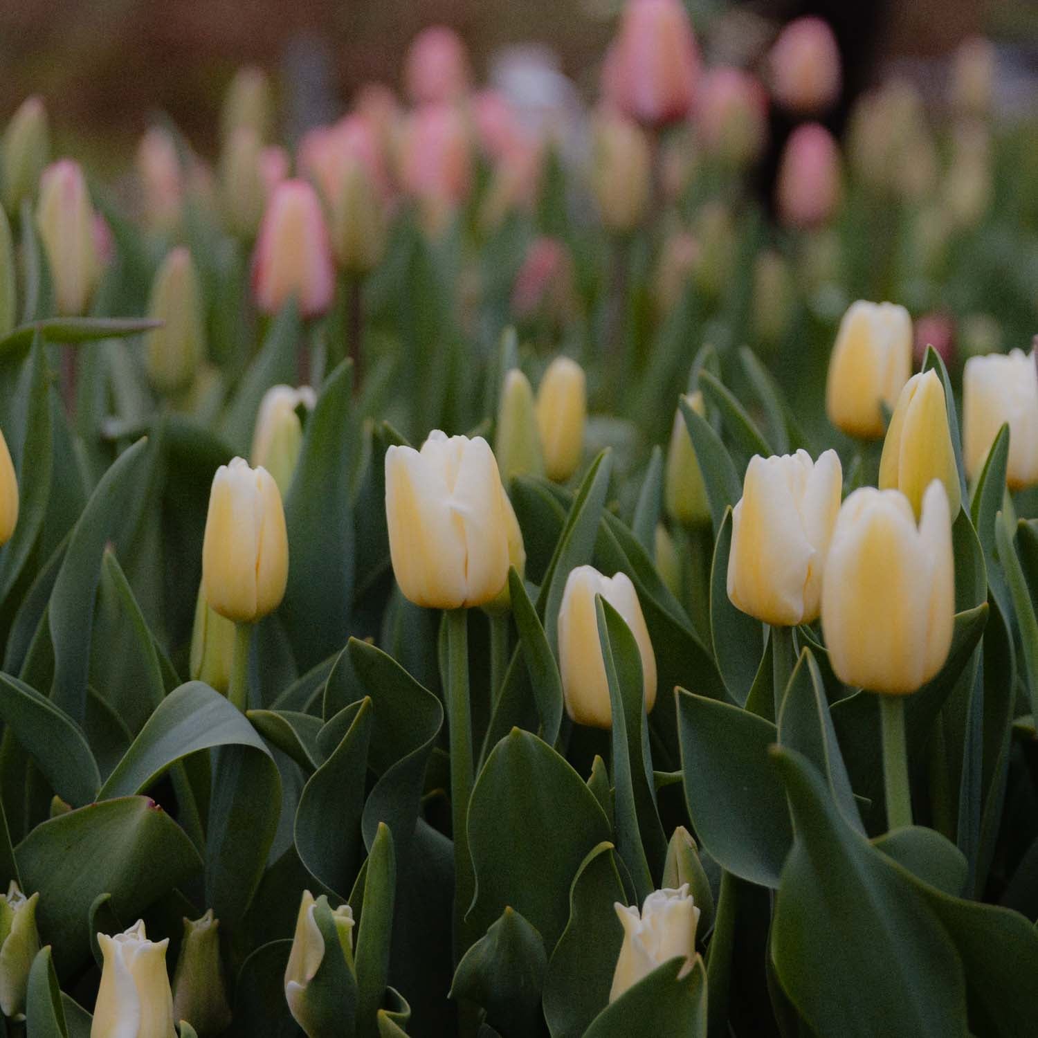 TULIP - Antarctica