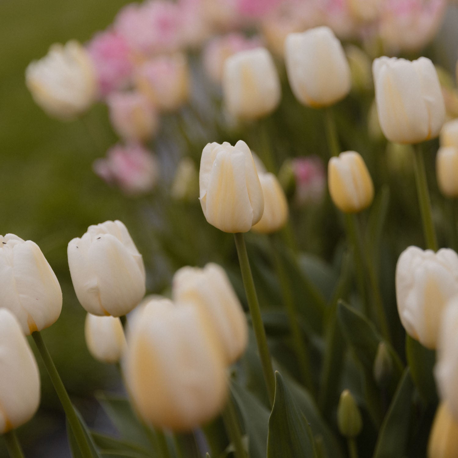 TULIP - Antarctica