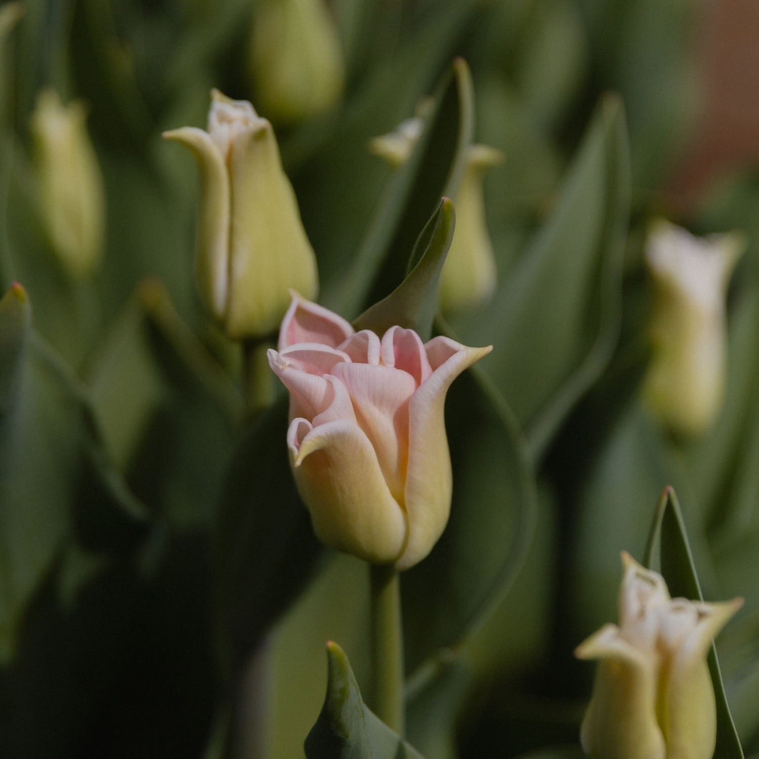 TULIP - Crown of Dynasty