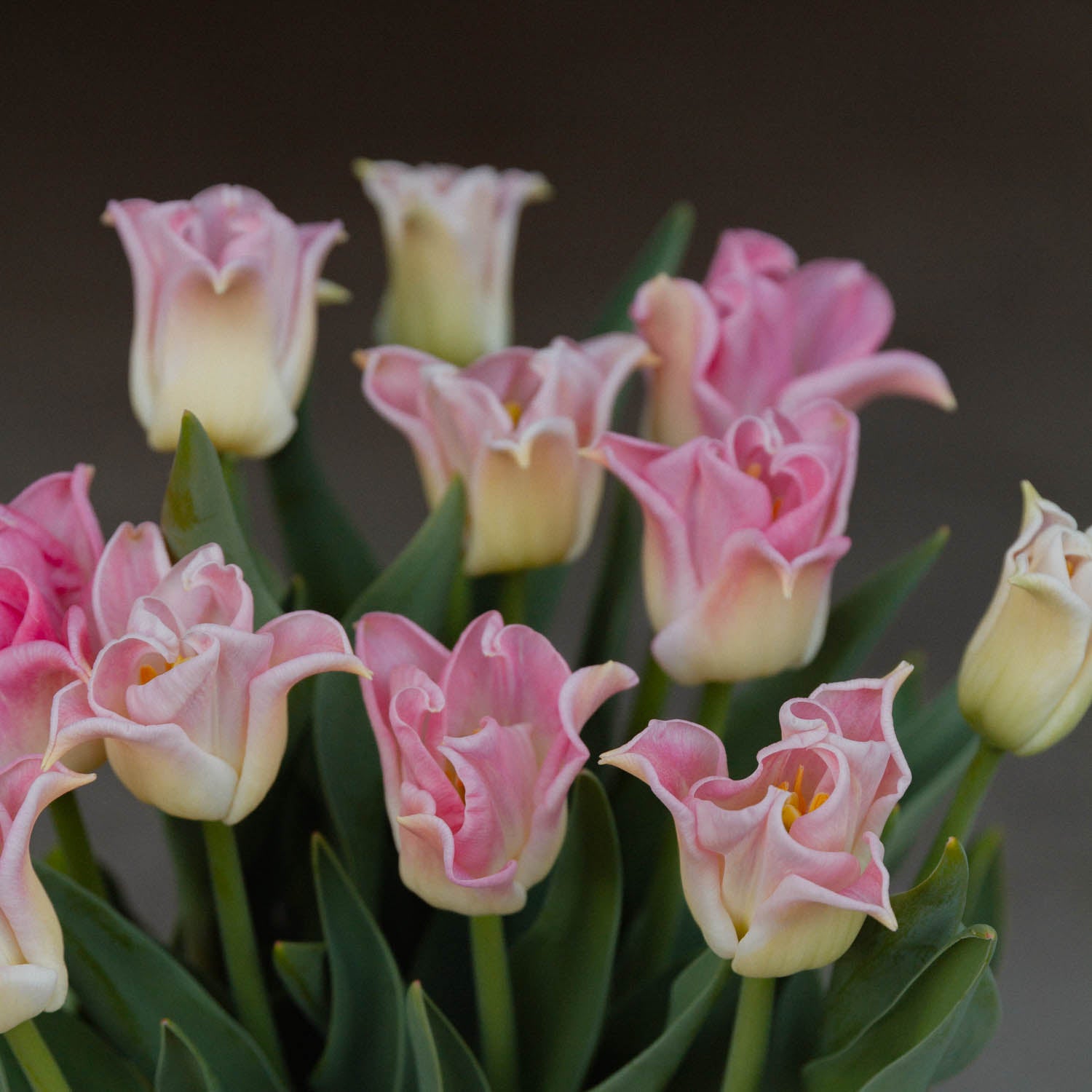 TULIP - Crown of Dynasty