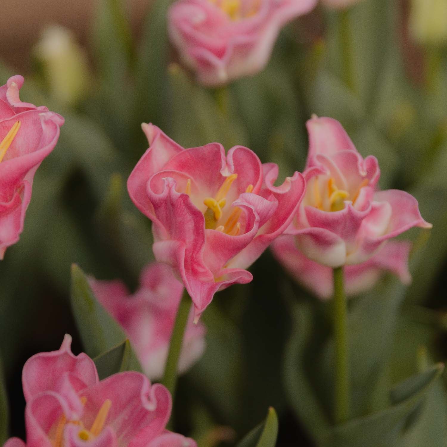 TULIP - Crown of Dynasty