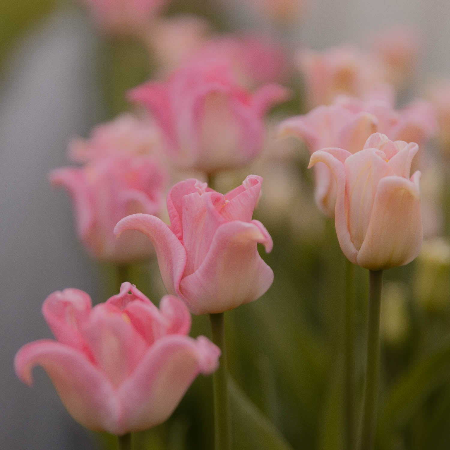 TULIP - Crown of Dynasty