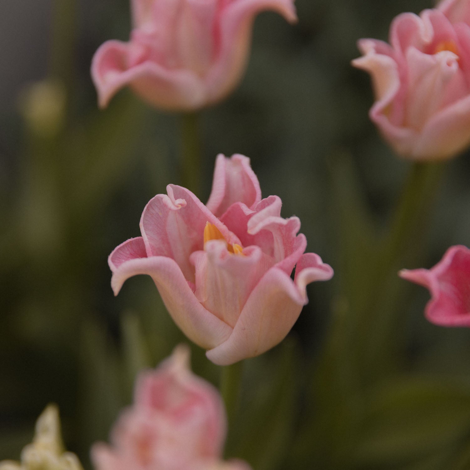 TULIP - Crown of Dynasty