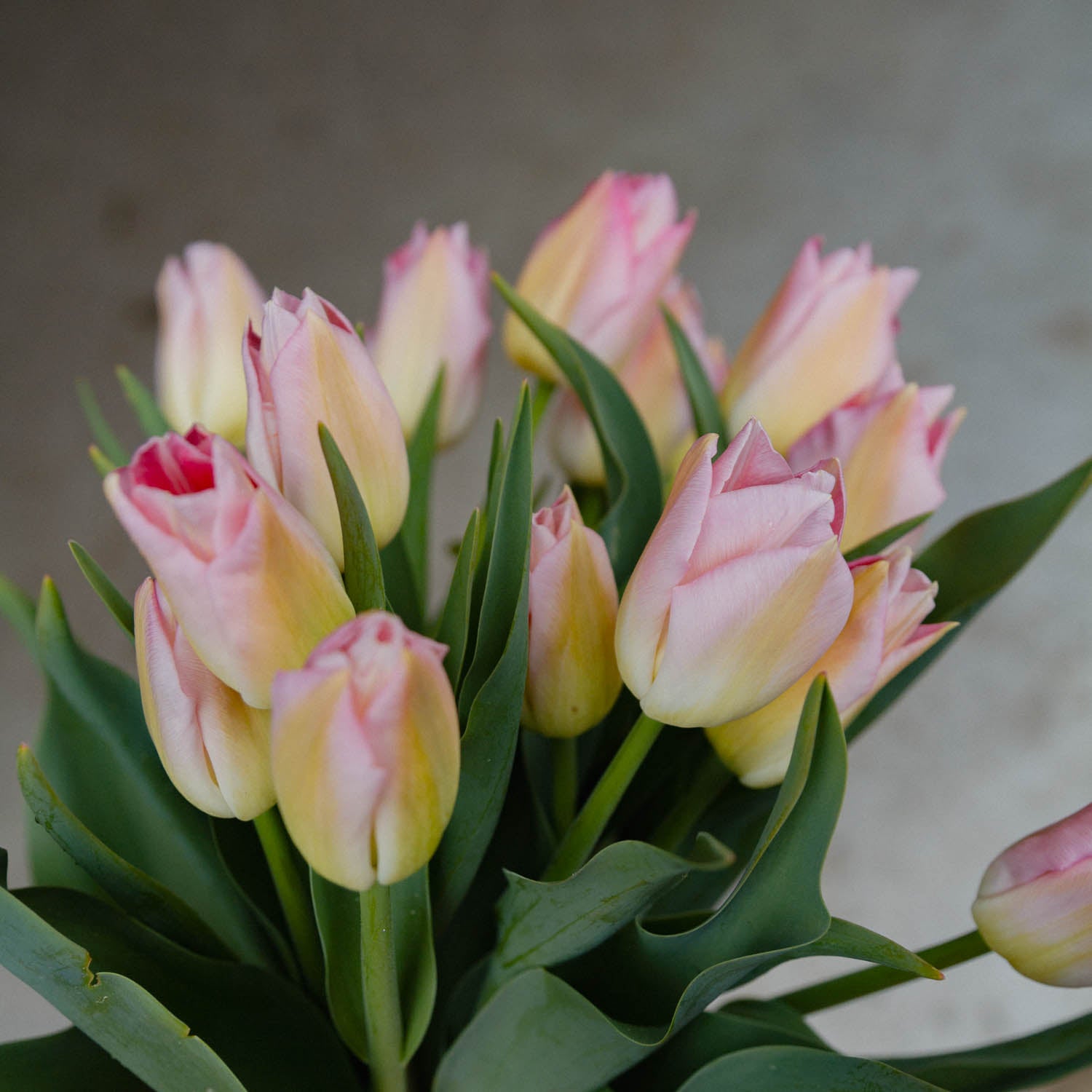 TULIP - Dynasty