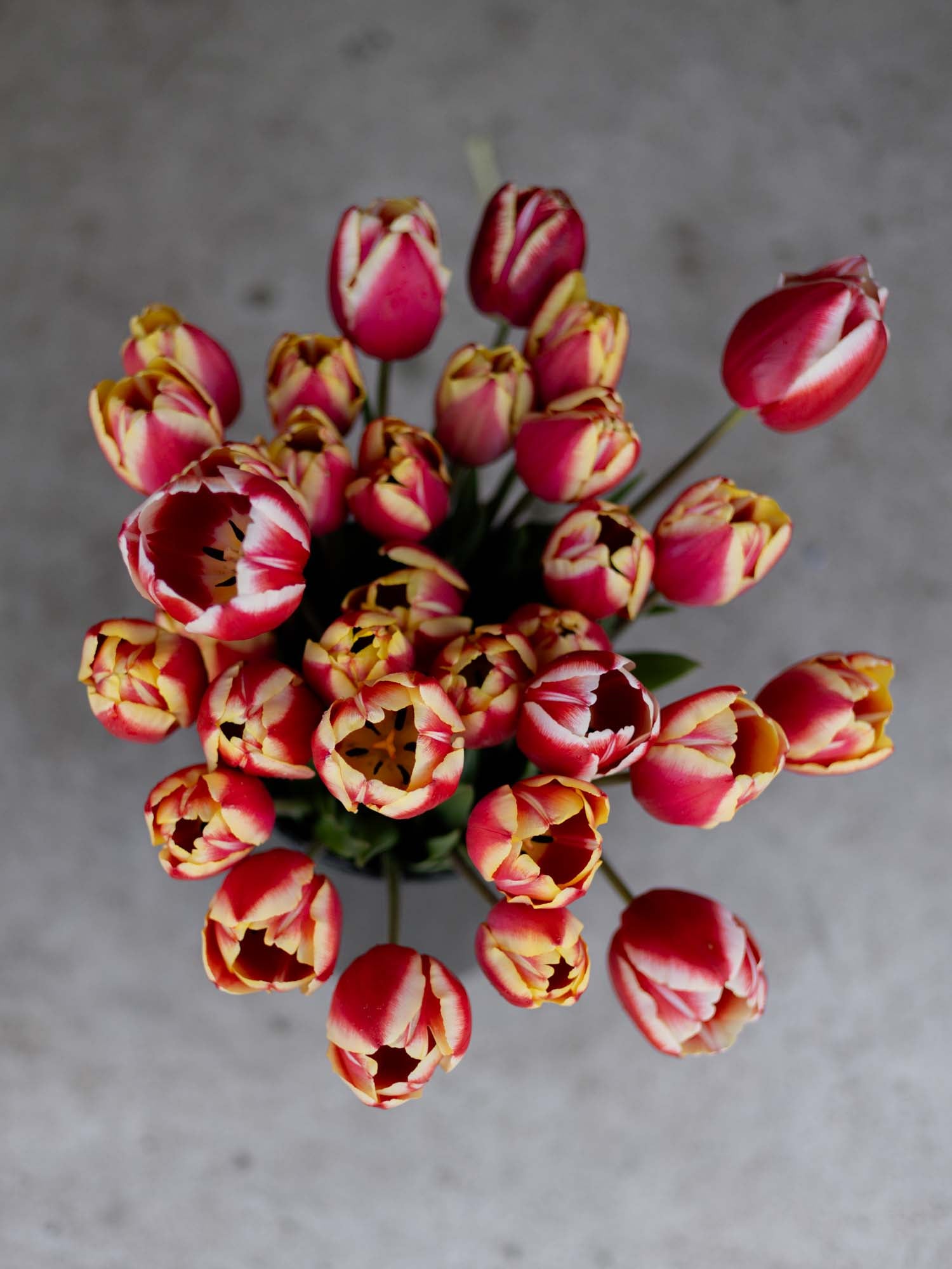 TULIP - Leen van der Mark