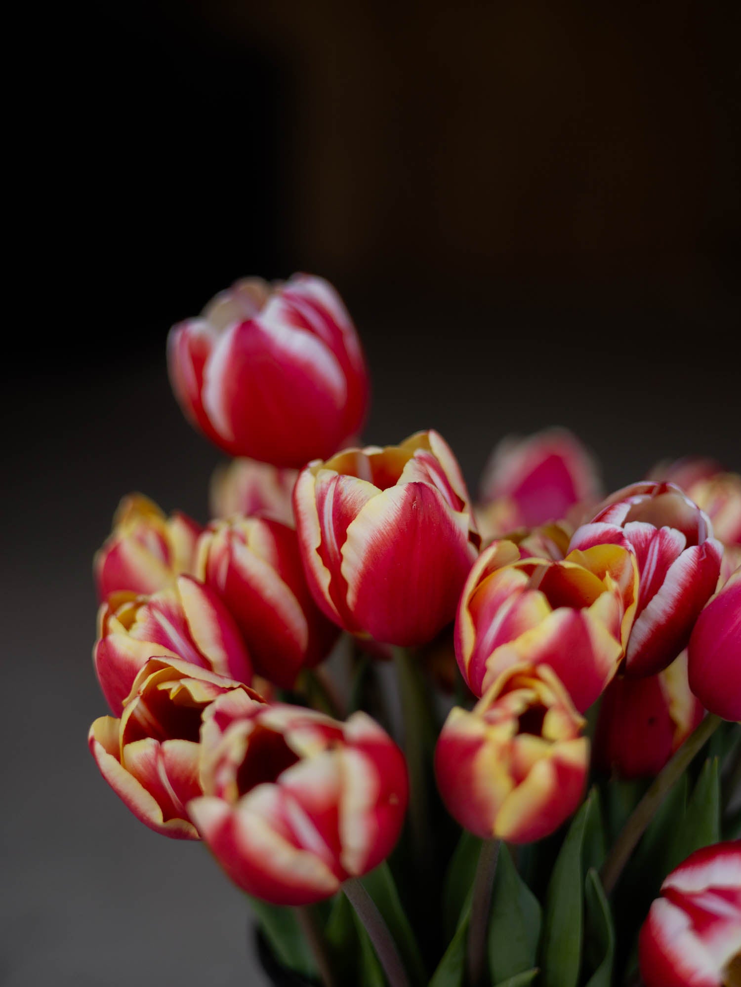 TULIP - Leen van der Mark