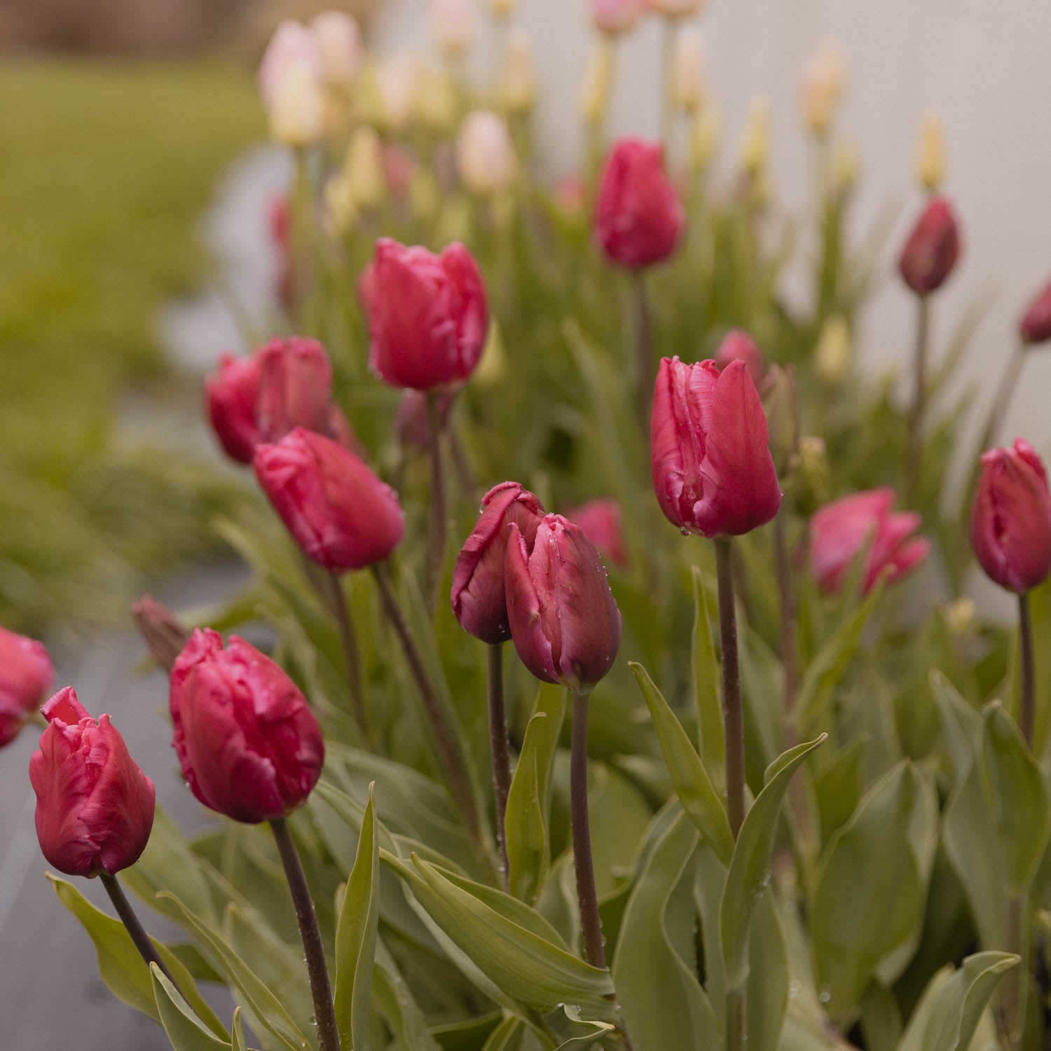 TULIP - Marvel Parrot