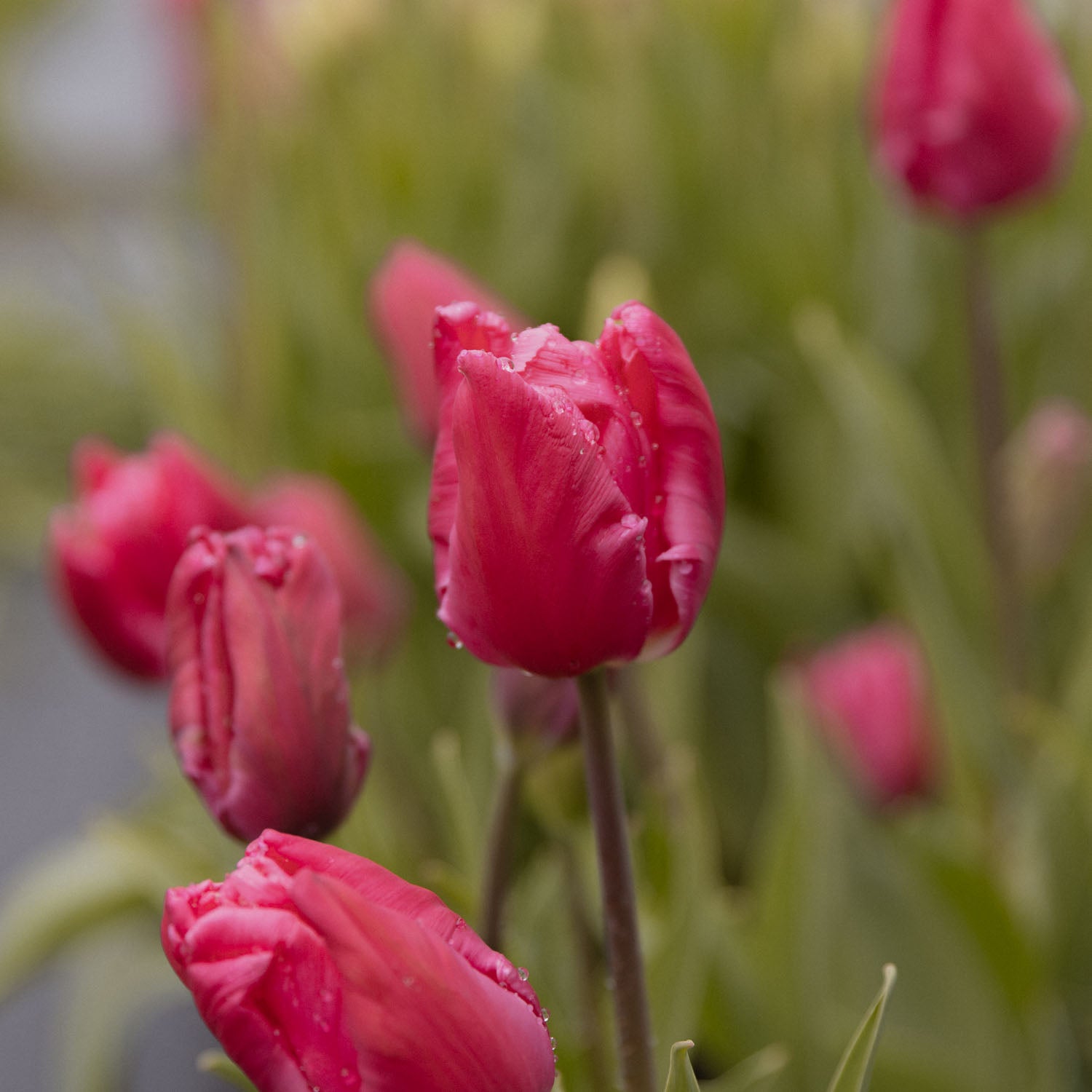 TULIP - Marvel Parrot