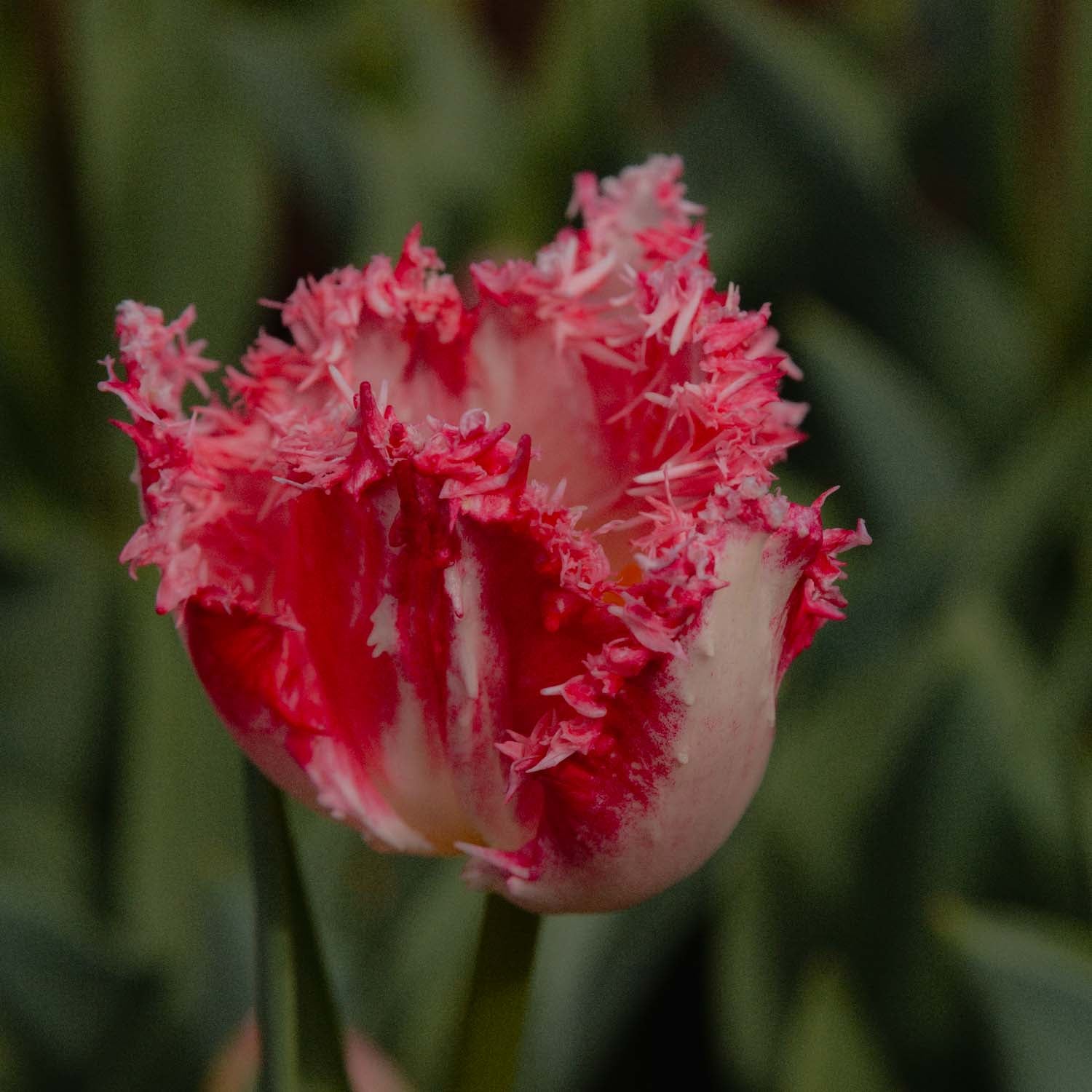 TULIP - Neglige