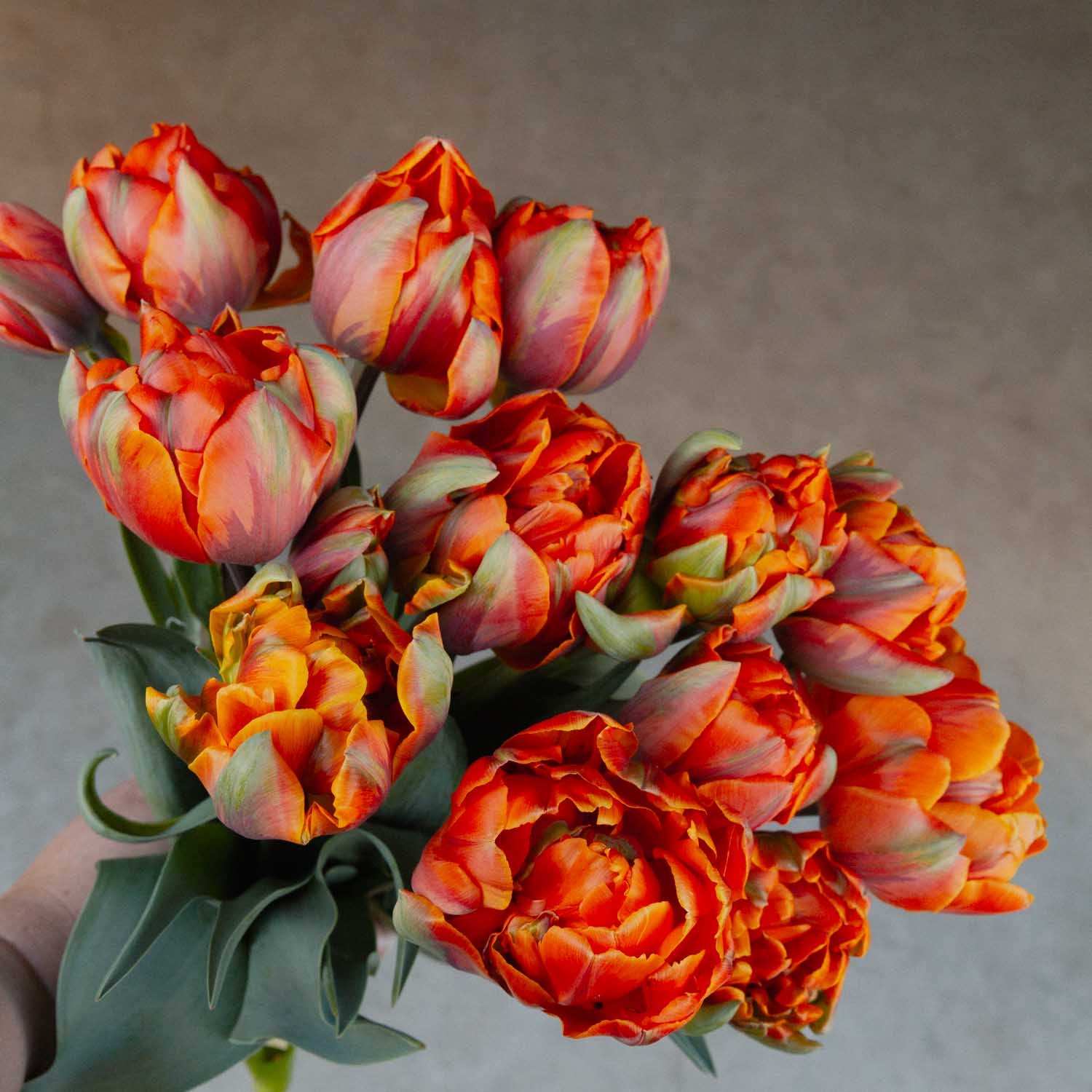 TULIP - Orange Princess