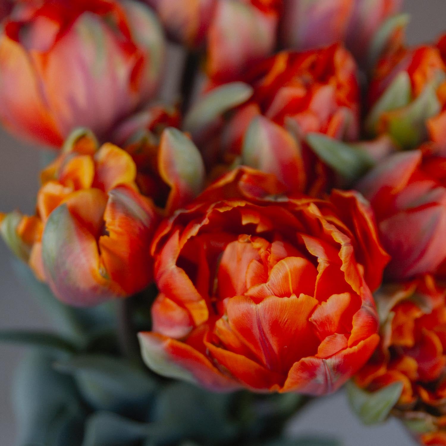 TULIP - Orange Princess