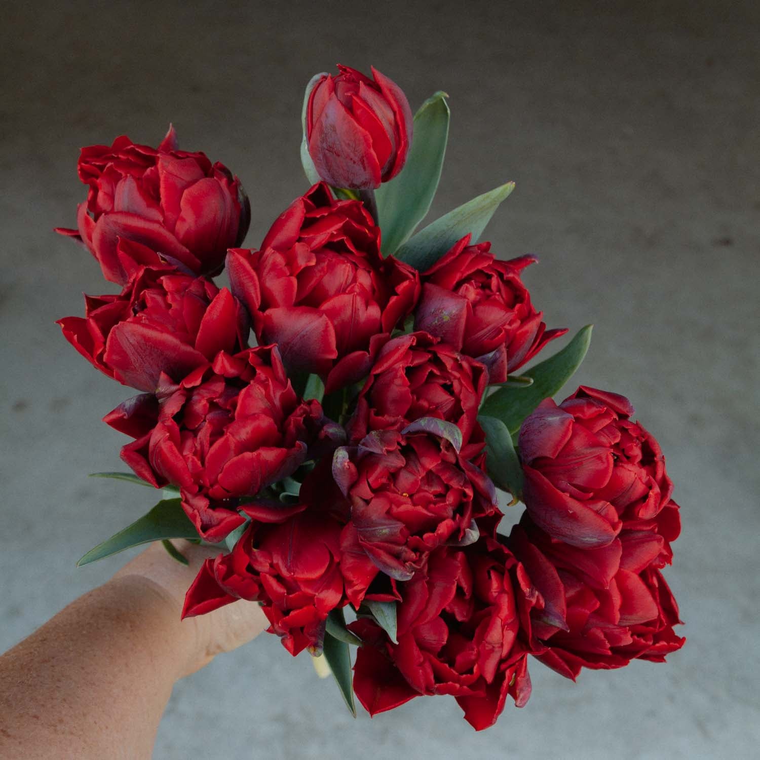 TULIP - Red Princess