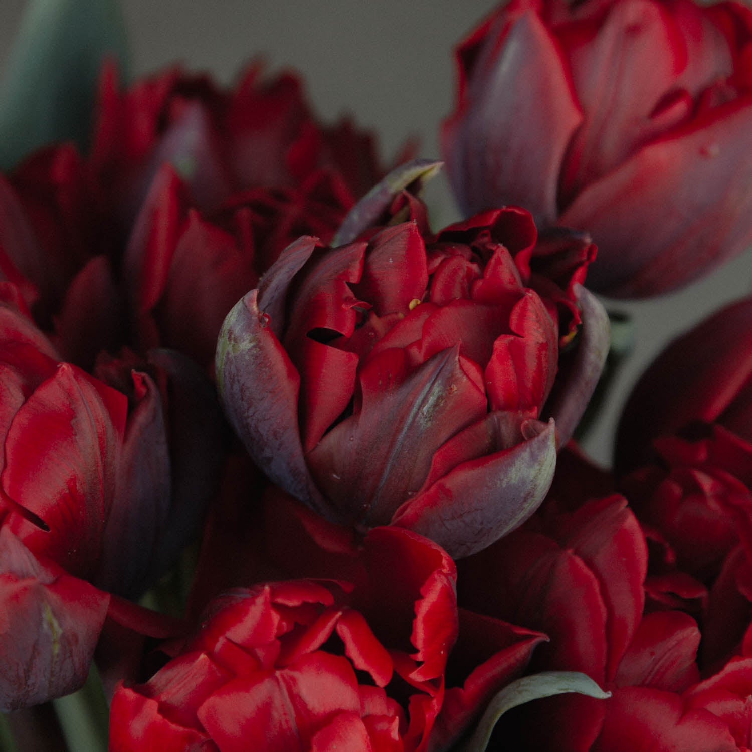 TULIP - Red Princess