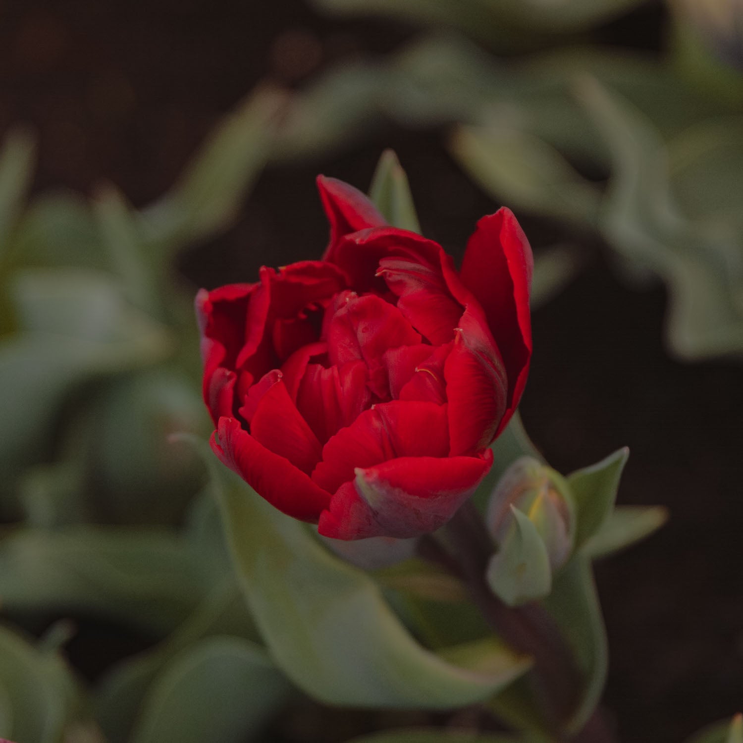 TULIP - Red Princess