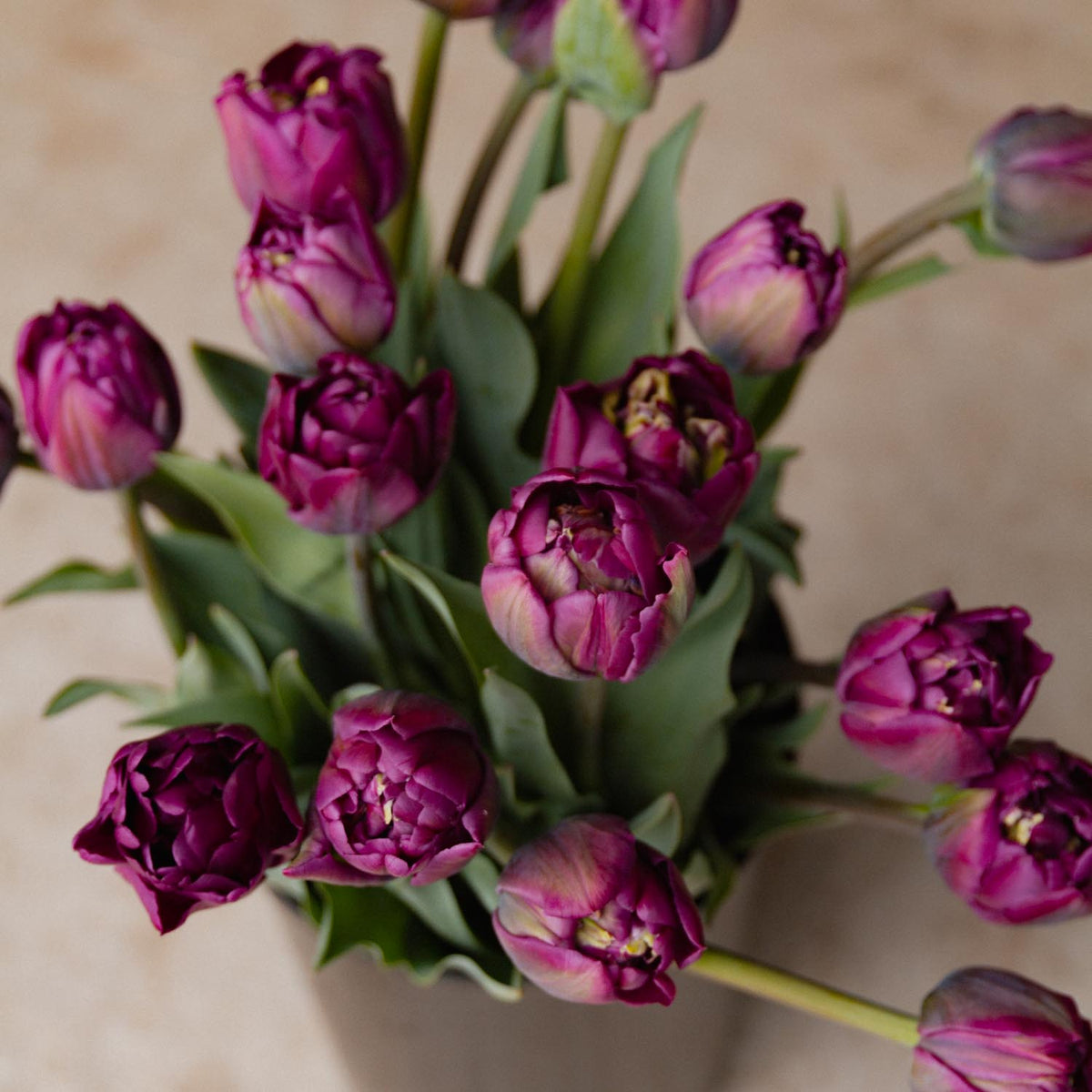 Tulip Bulbs NZ - Saigon Double