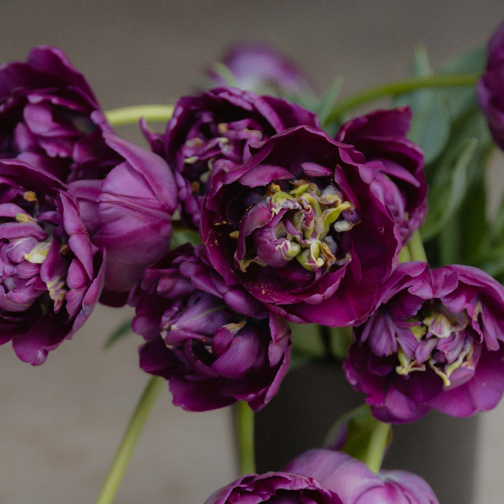 Tulip Bulbs NZ - Saigon Double