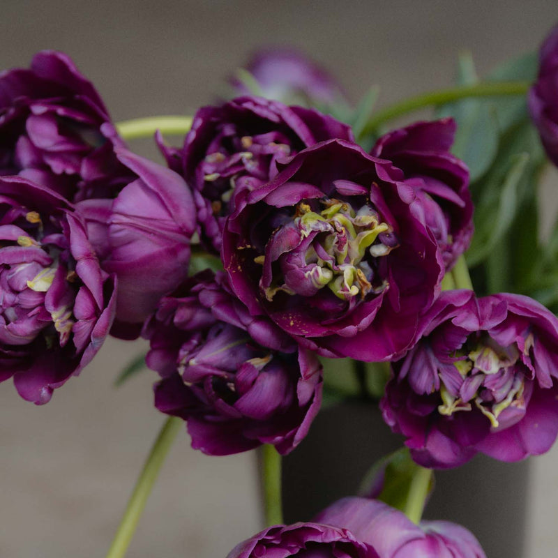 Tulip Bulbs NZ - Saigon Double