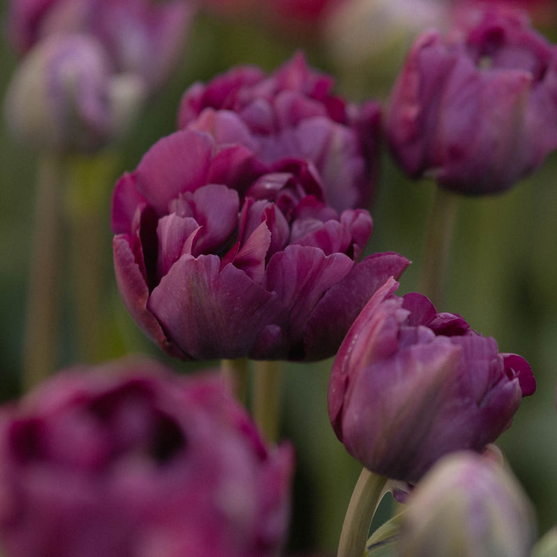 Tulip Bulbs NZ - Saigon Double