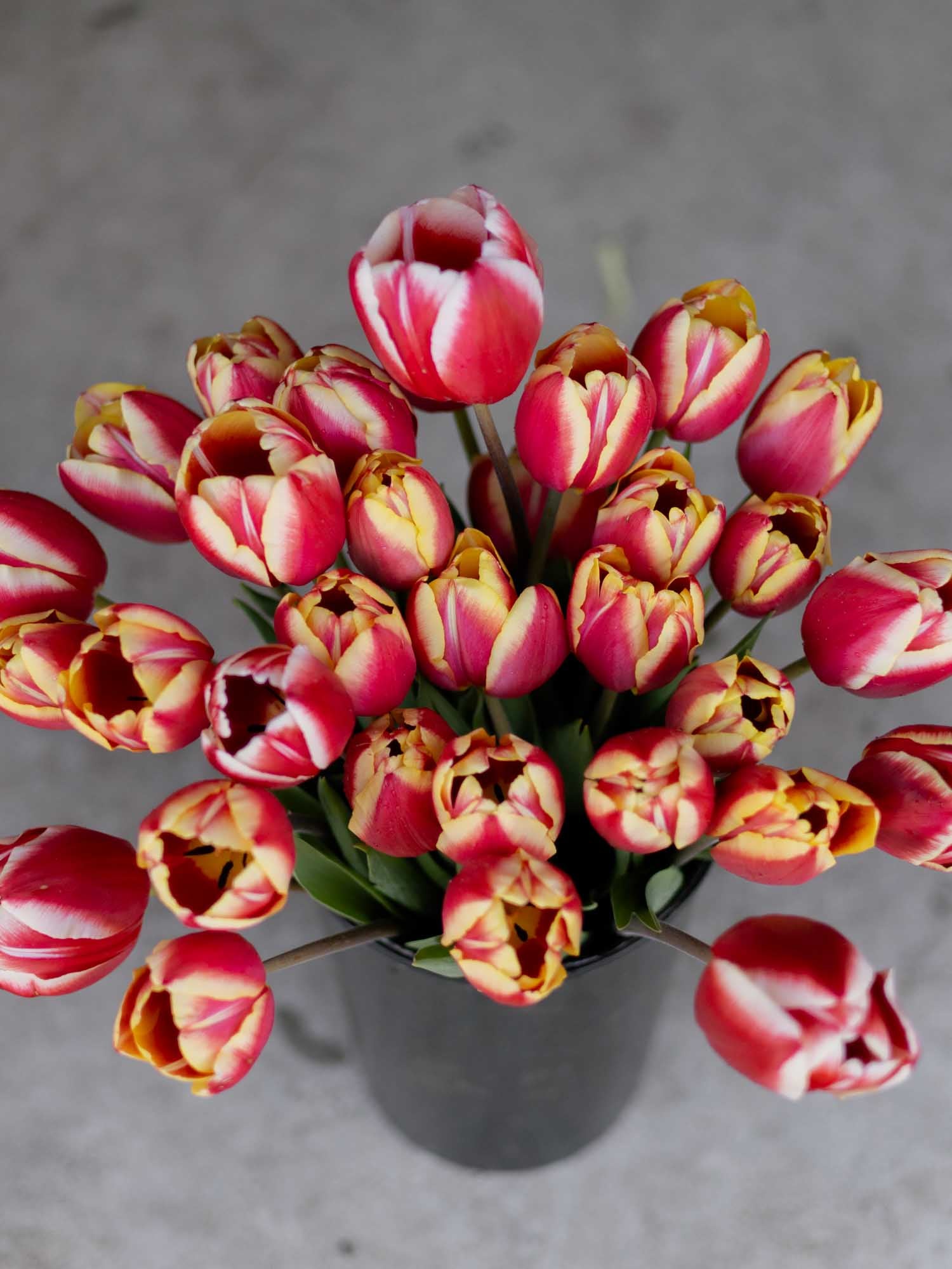 TULIP - Leen van der Mark