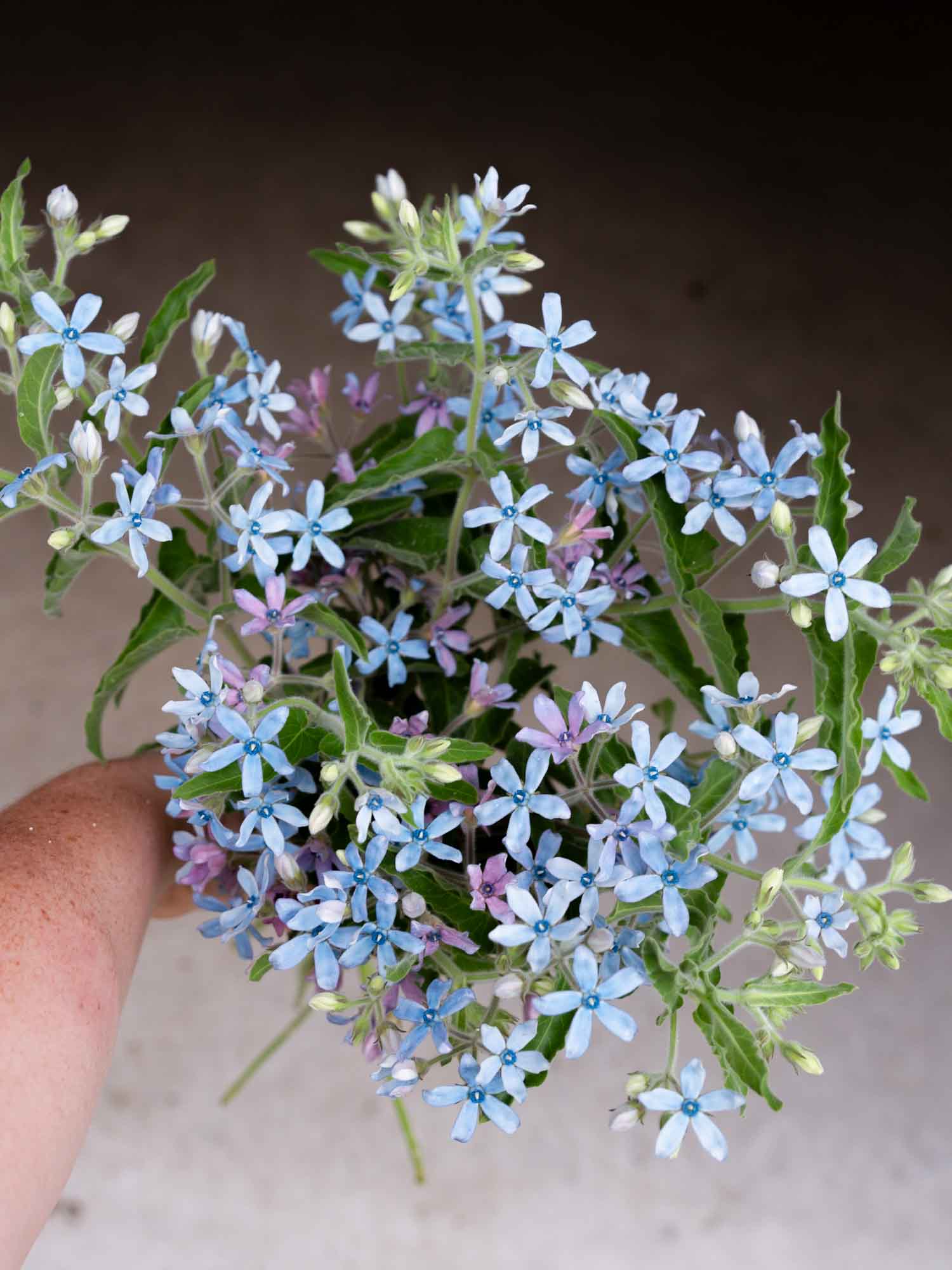 Tweedia - Heavenly Blue