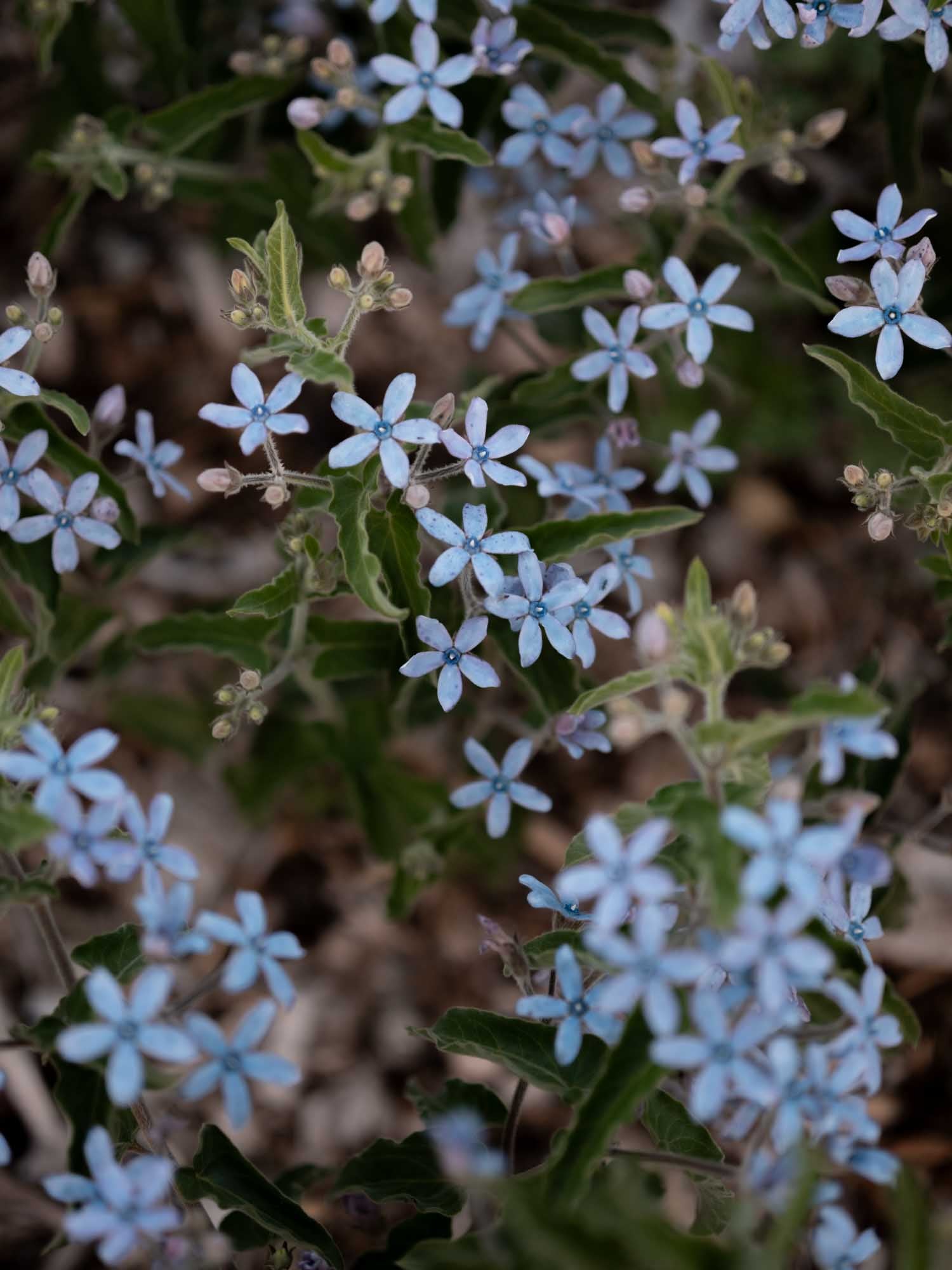 Tweedia - Heavenly Blue