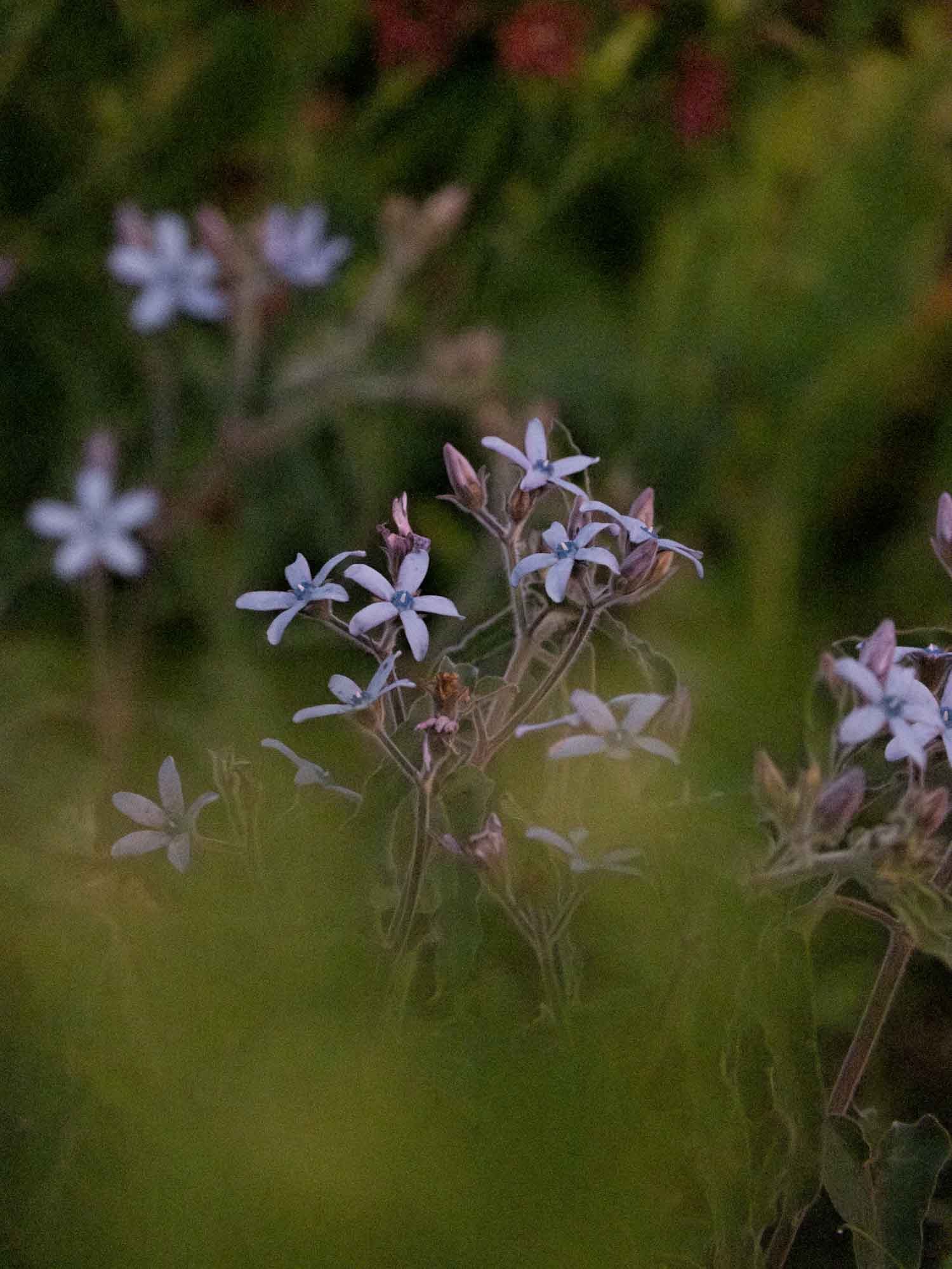 TWEEDIA - Heavenly Blue - PLANTS
