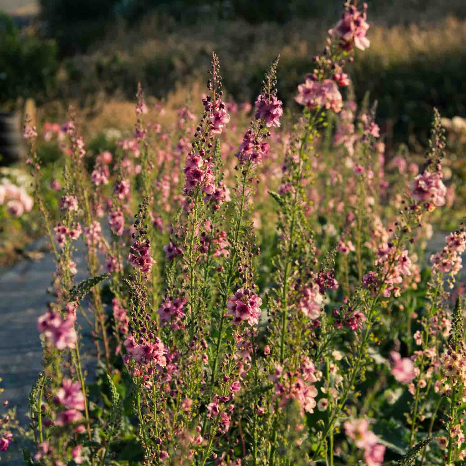 VERBASCUM - Southern Charm - PLANTS