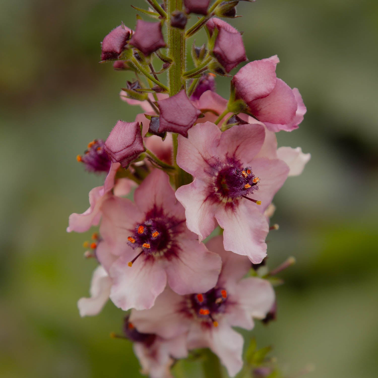 VERBASCUM - Southern Charm - PLANTS