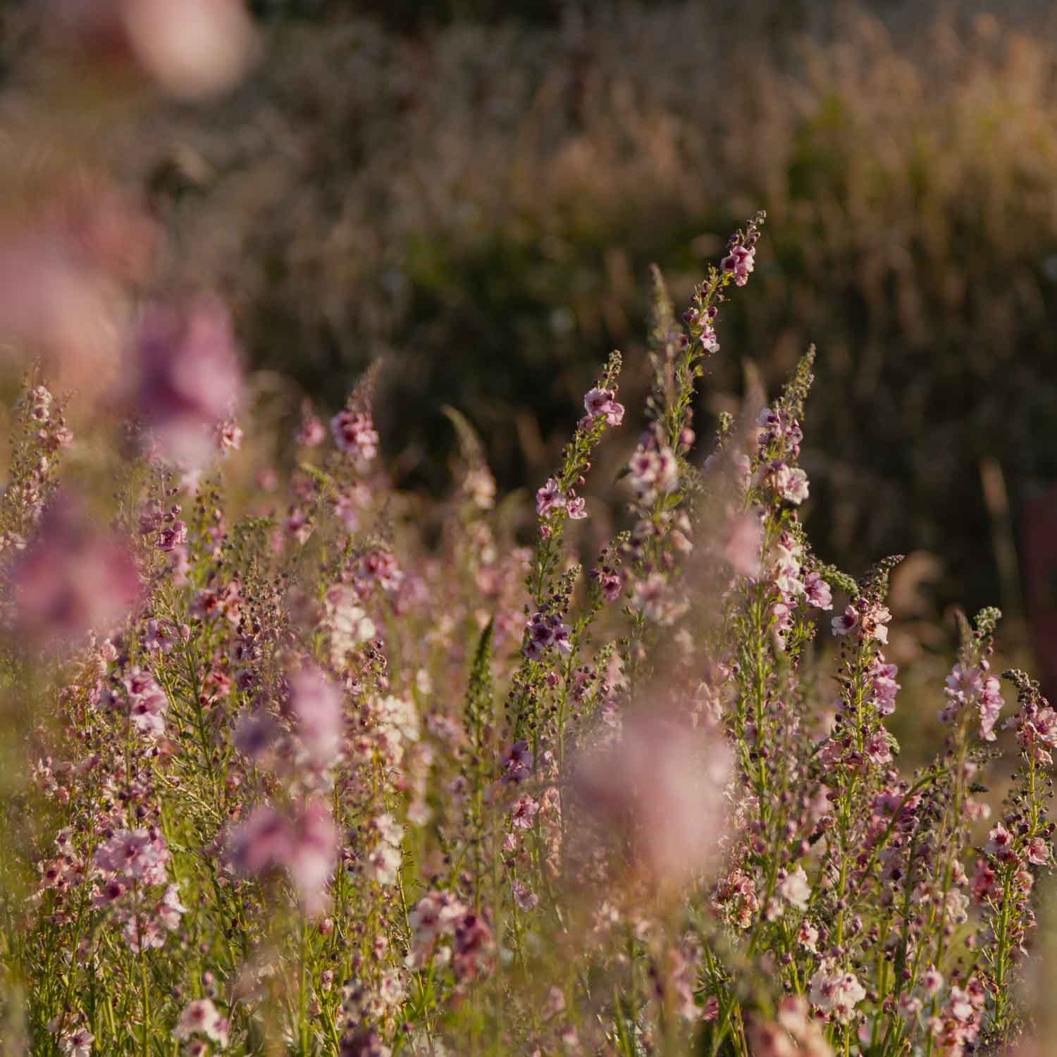 VERBASCUM - Southern Charm - PLANTS