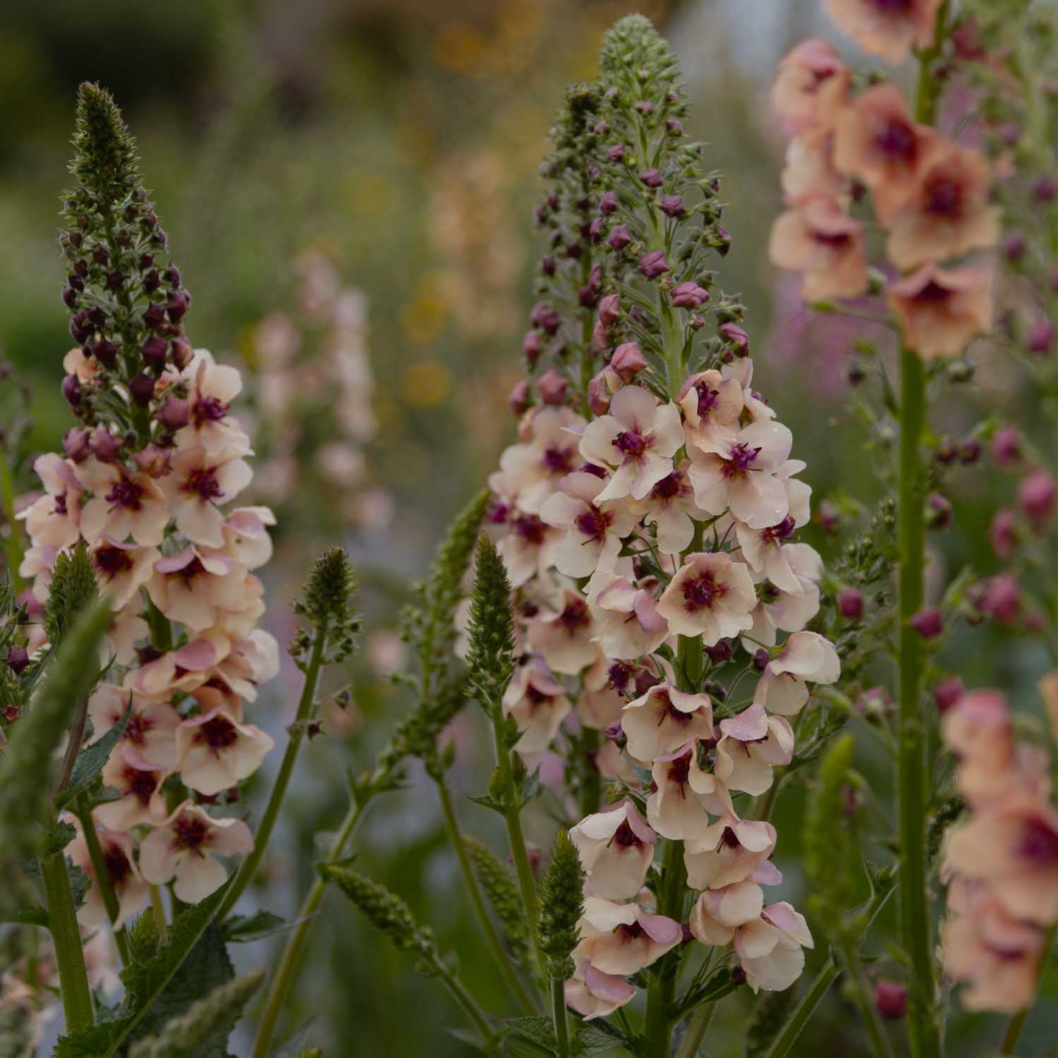 VERBASCUM - Southern Charm - PLANTS