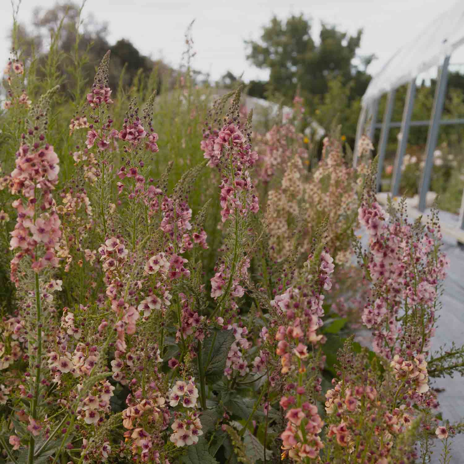 VERBASCUM - Southern Charm - PLANTS