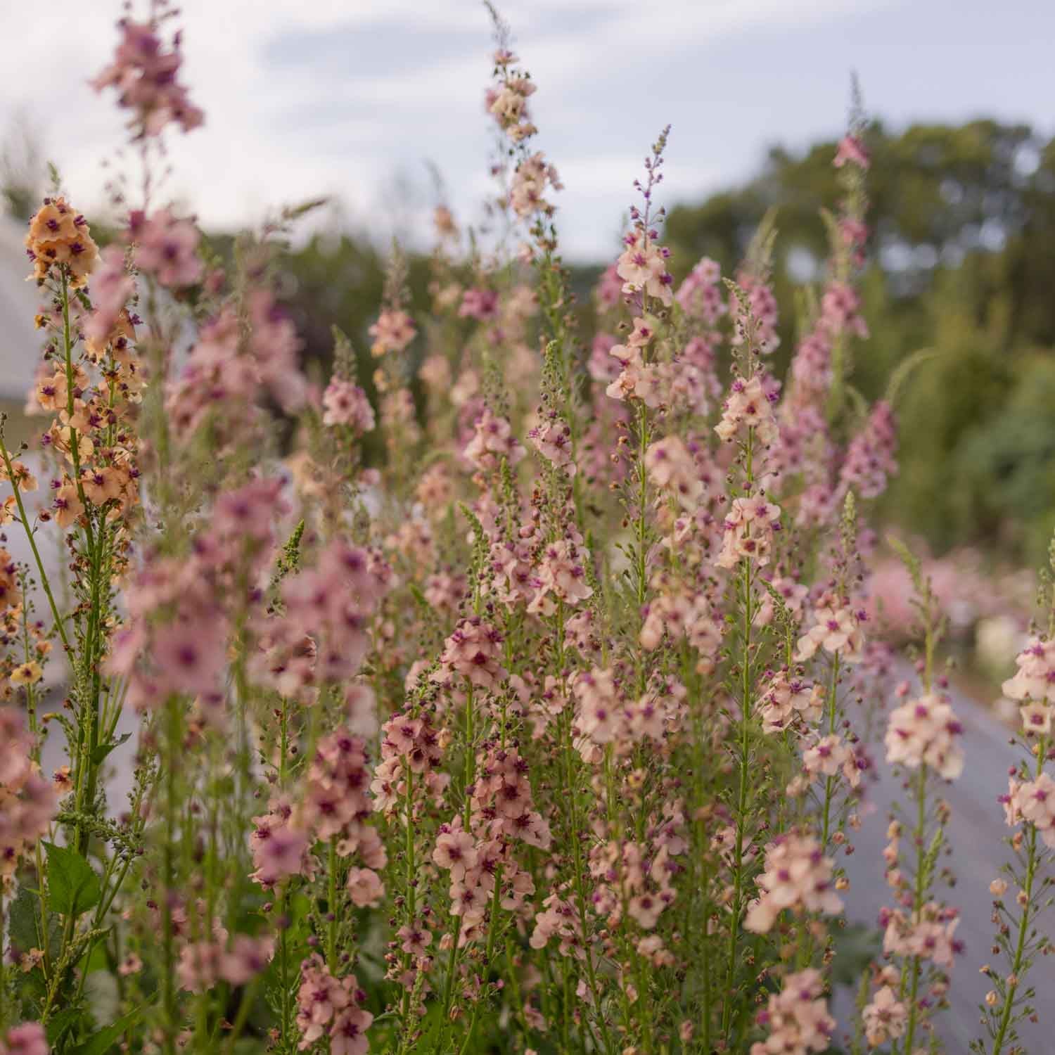 VERBASCUM - Southern Charm - PLANTS